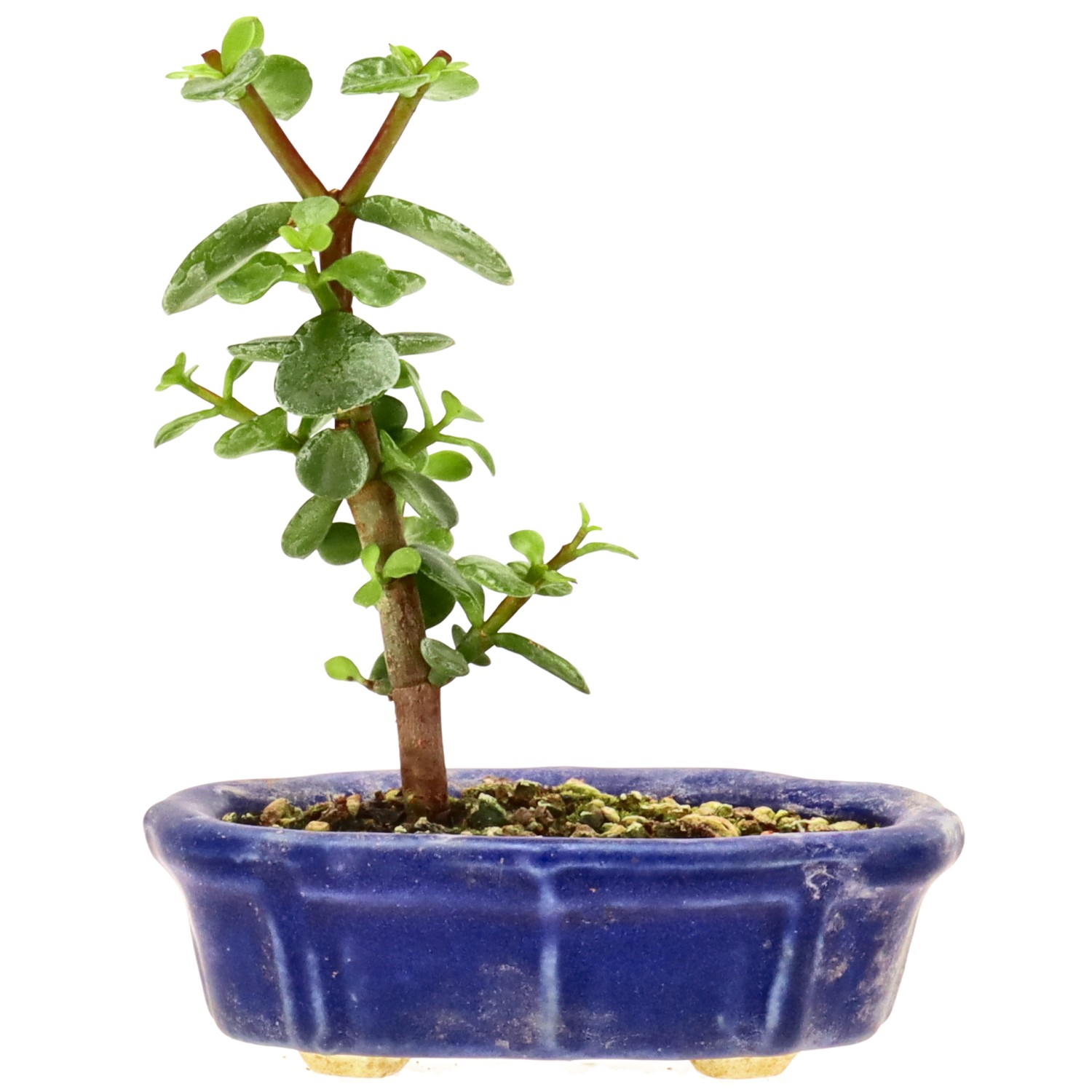 Pourpier en arbre, env. 1 ans (12 cm)