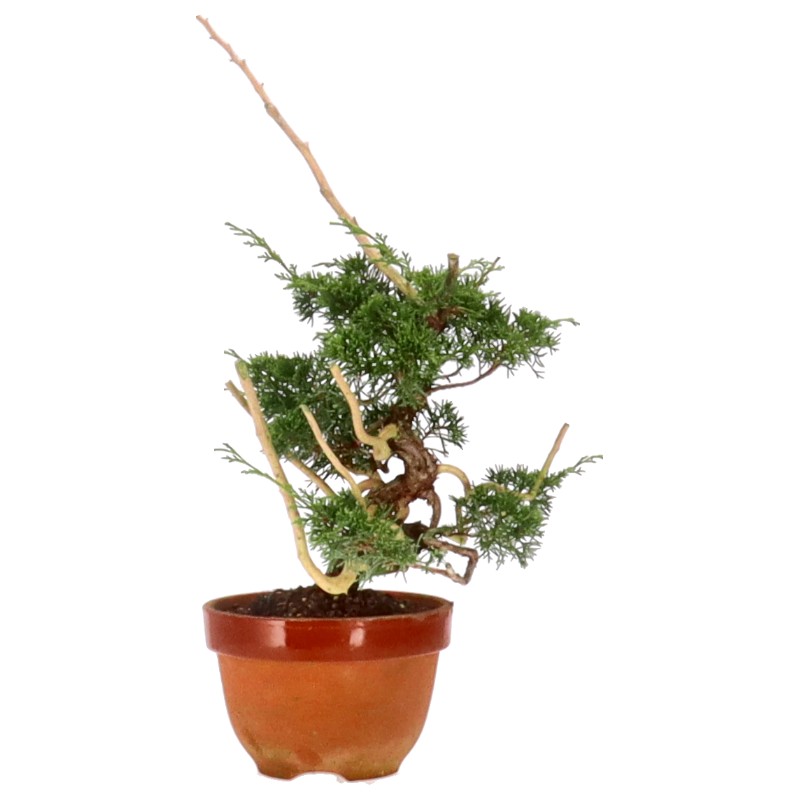 bonsai.fallbackImageTitle bonsai.fallbackImageTitle