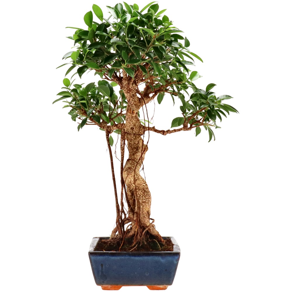 bonsai.fallbackImageTitle bonsai.fallbackImageTitle