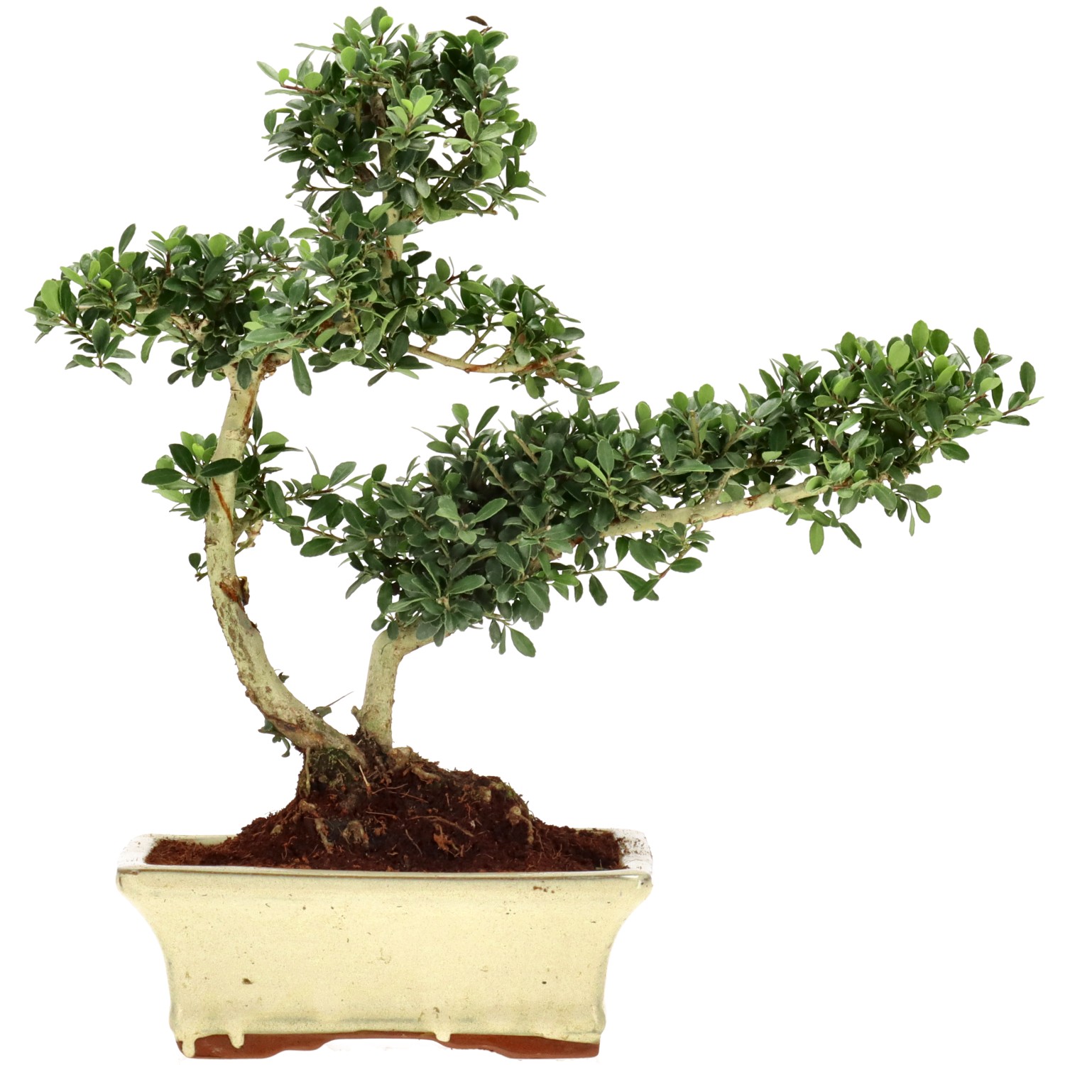 Jap. Stechpalme, ca. 9 J. (29 cm)