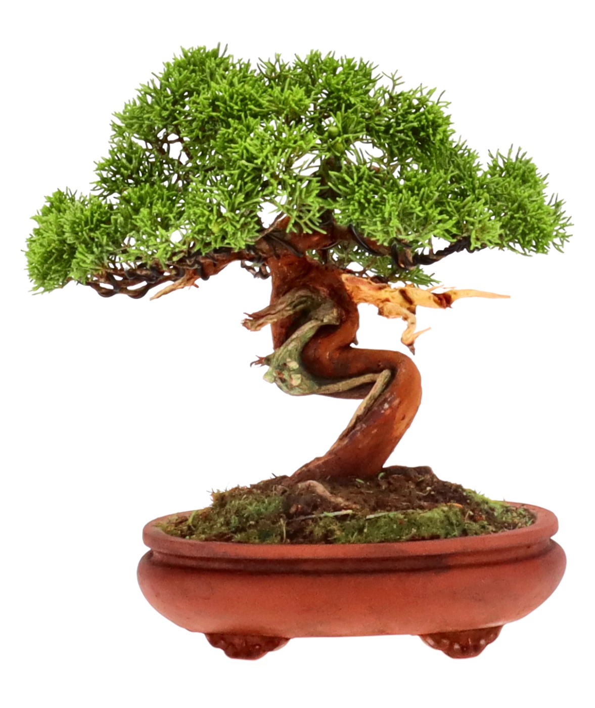 bonsai.fallbackImageTitle bonsai.fallbackImageTitle