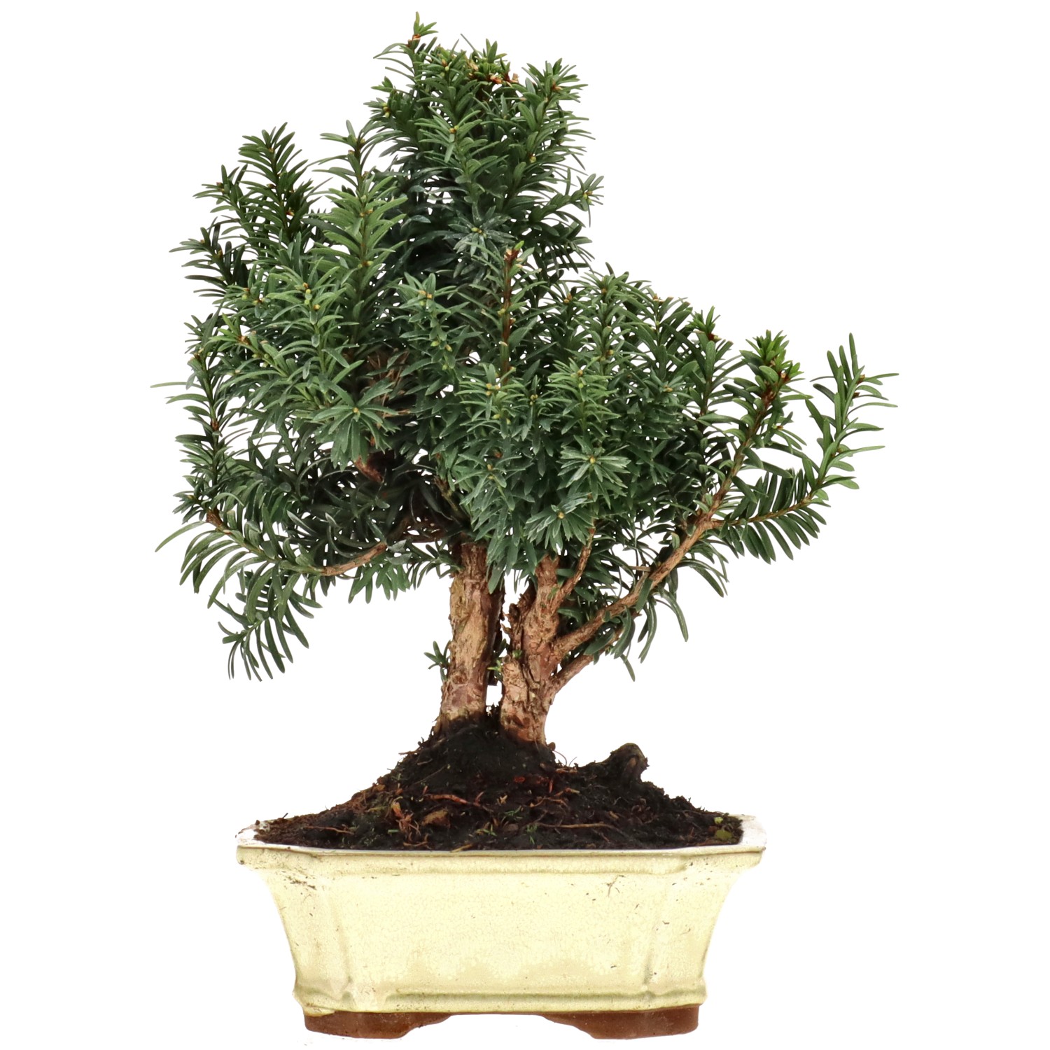 Bechereibe, ca. 10 J. (27 cm)