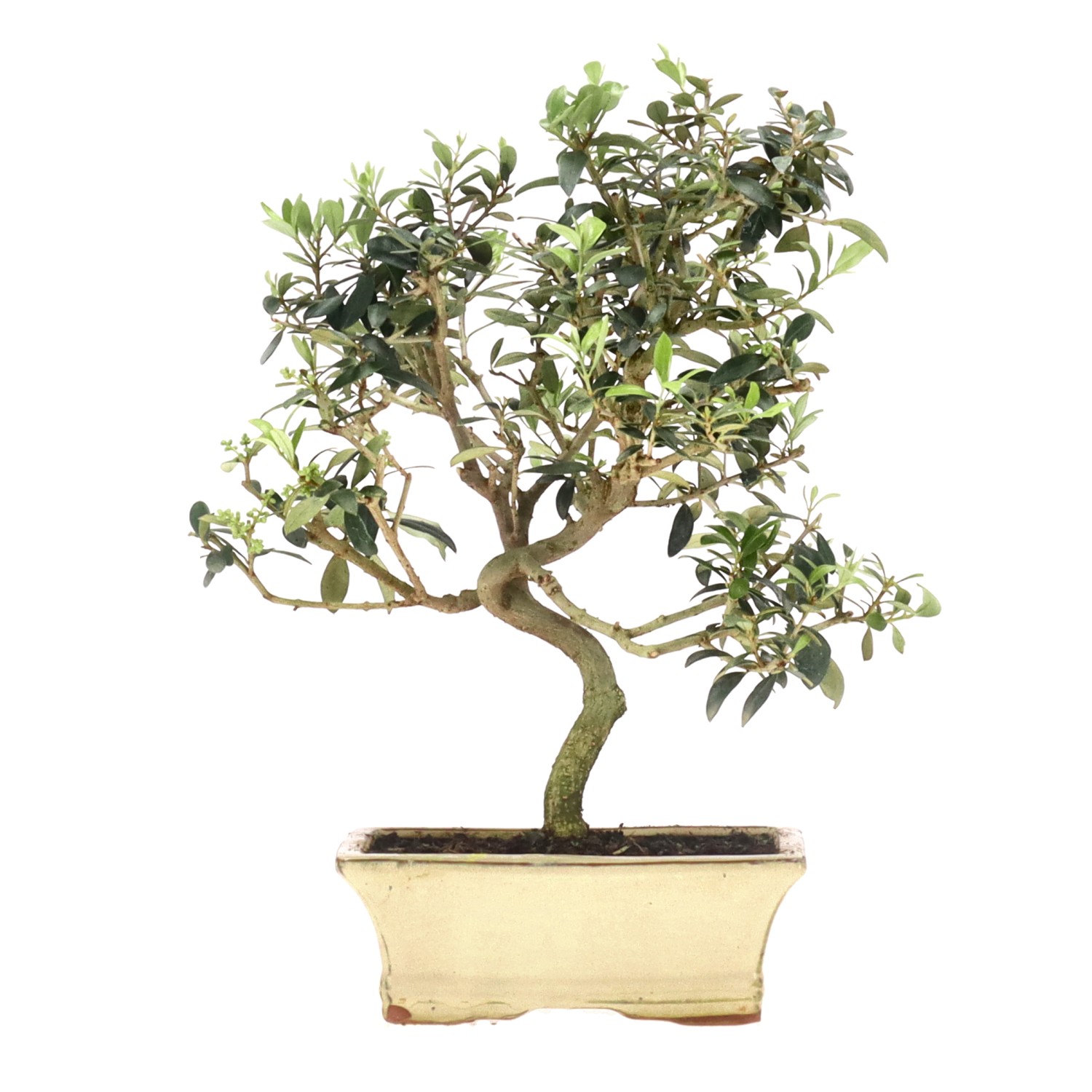 Olive, ca. 10 J. (34 cm)