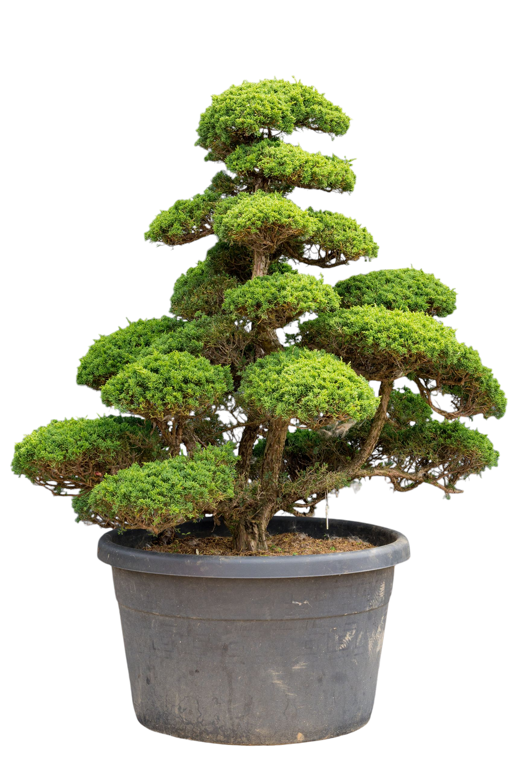 bonsai.fallbackImageTitle bonsai.fallbackImageTitle