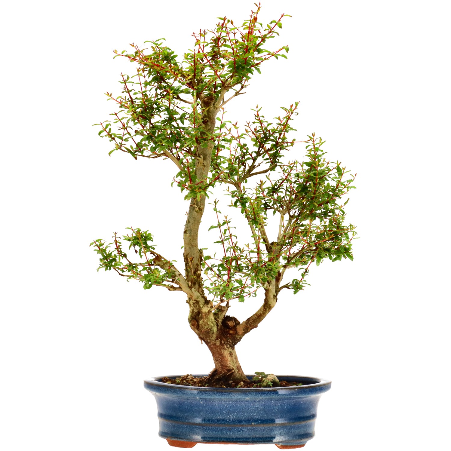 Grenadier commun, env. 9 ans (37 cm)