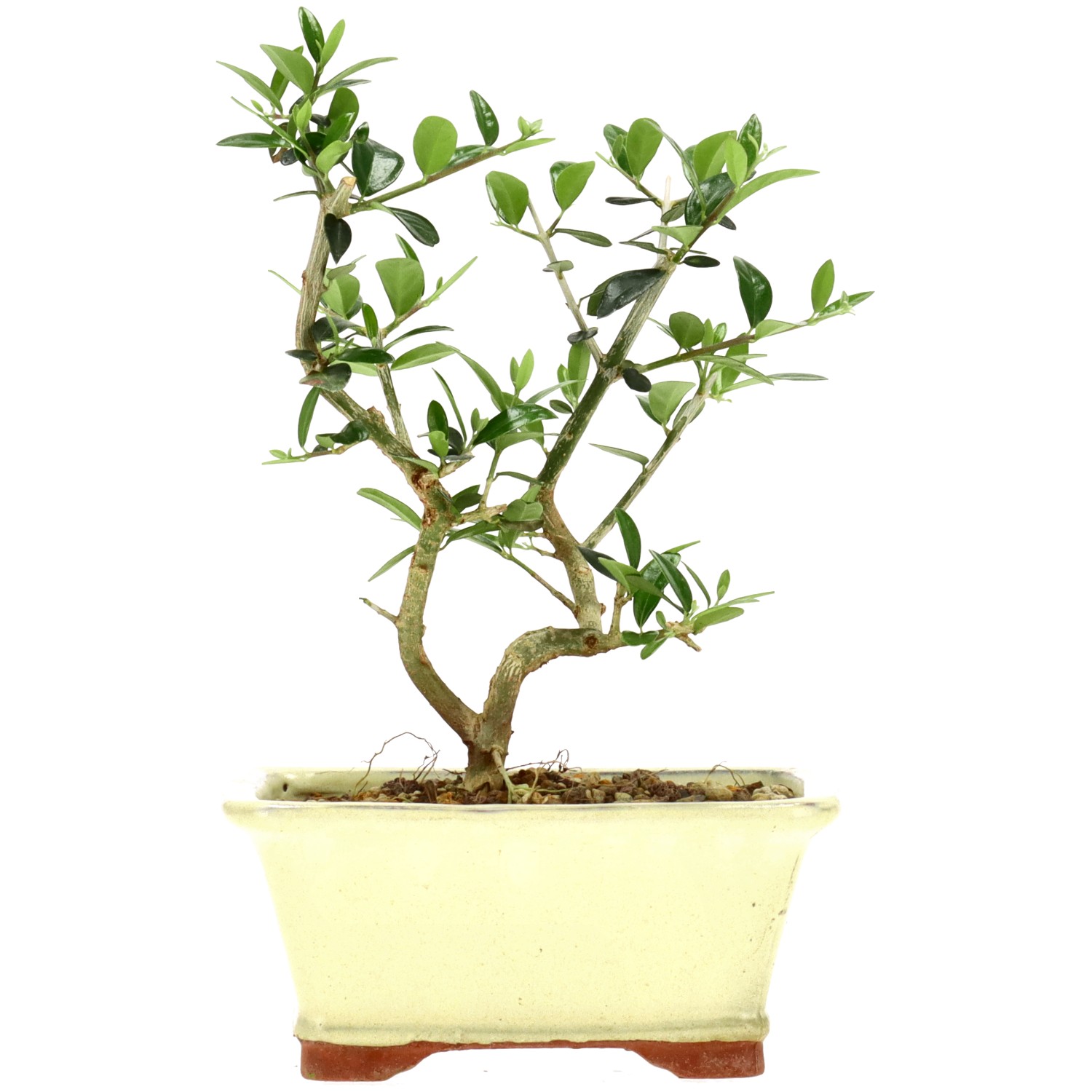 Wildolive, ca. 5 J. (19 cm)