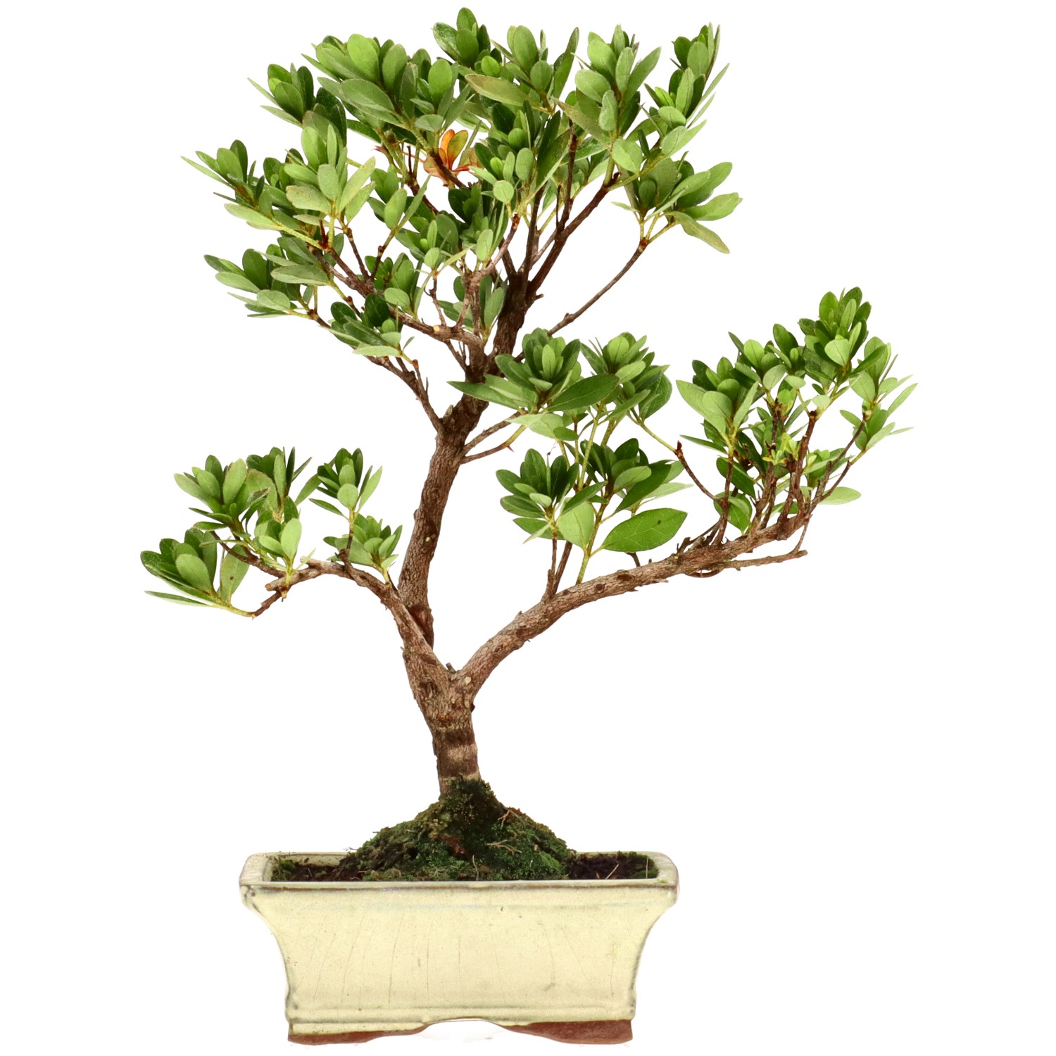 Japanese azalea (Osakazuki), approx. 7 y. (29 cm)