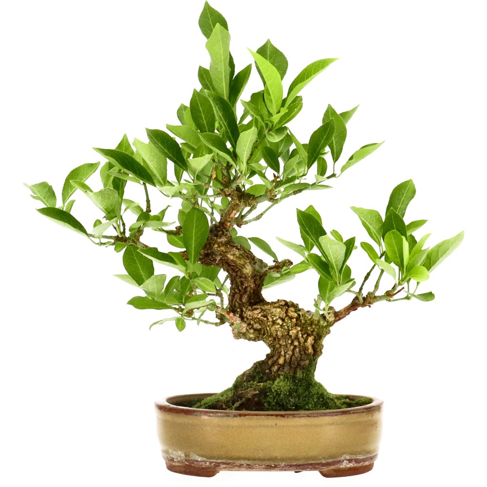 bonsai.fallbackImageTitle