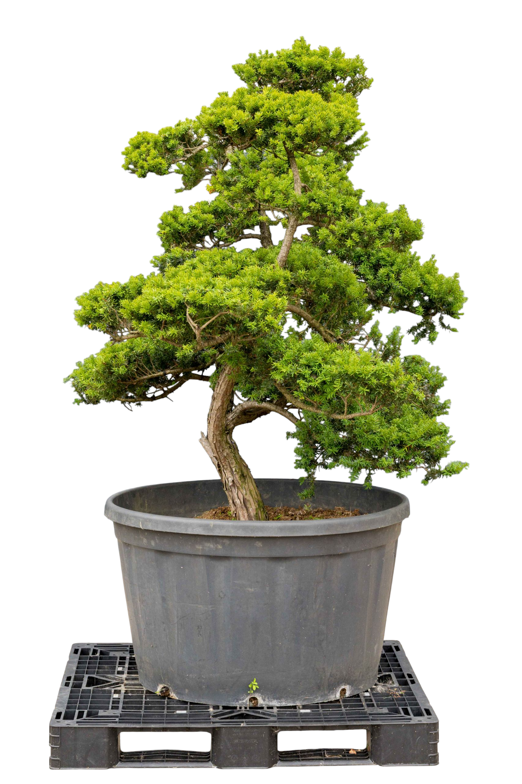 bonsai.fallbackImageTitle