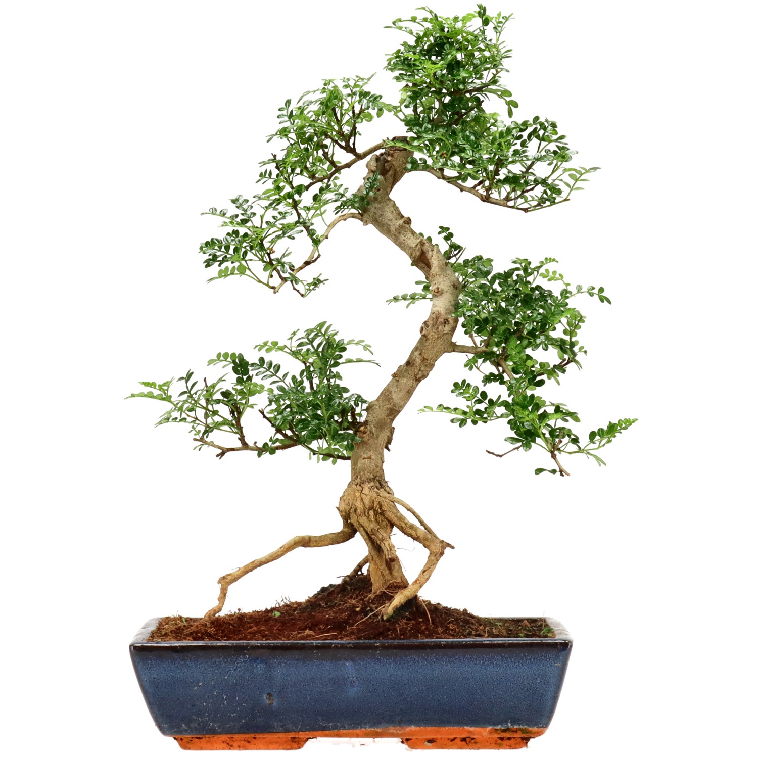 Poivre du Sichuan, env. 18 ans (50 cm)