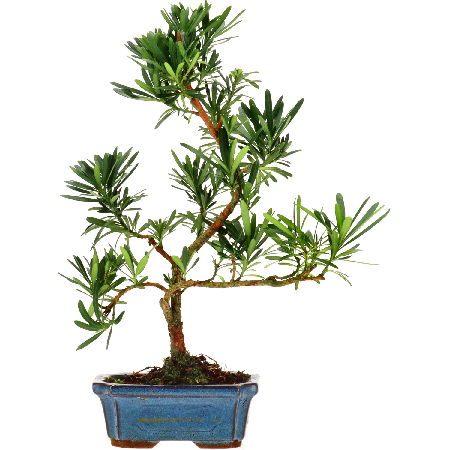 Pino cinese, ca. 7 anni (33 cm)