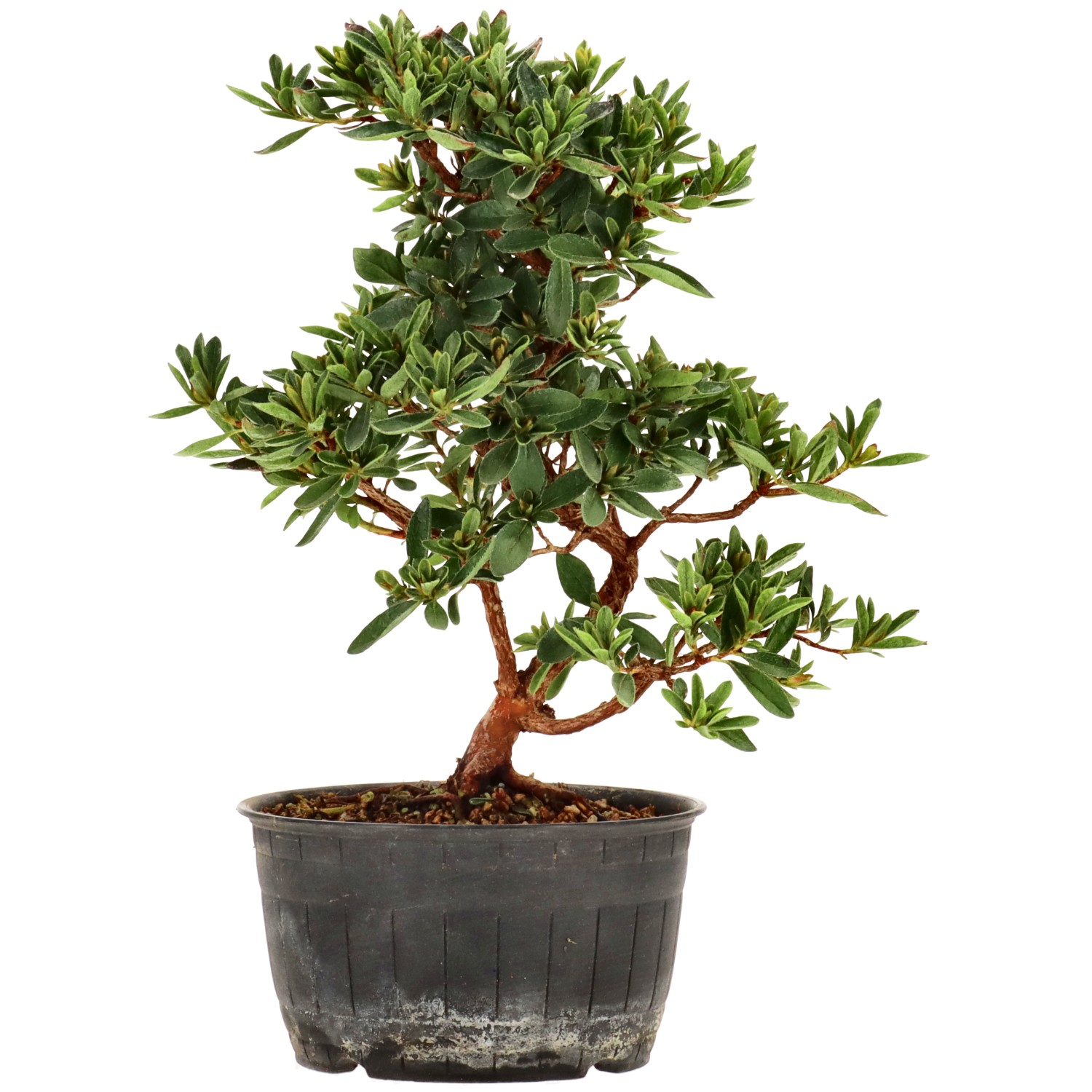 Azalea japónica, aprox. 12 años (23 cm)