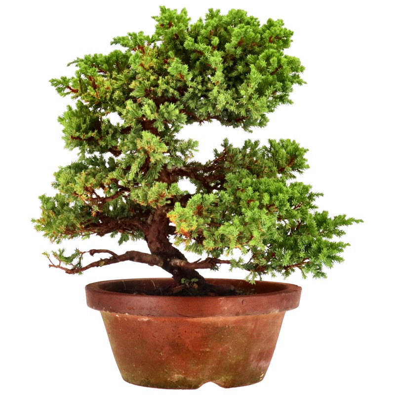 bonsai.fallbackImageTitle bonsai.fallbackImageTitle
