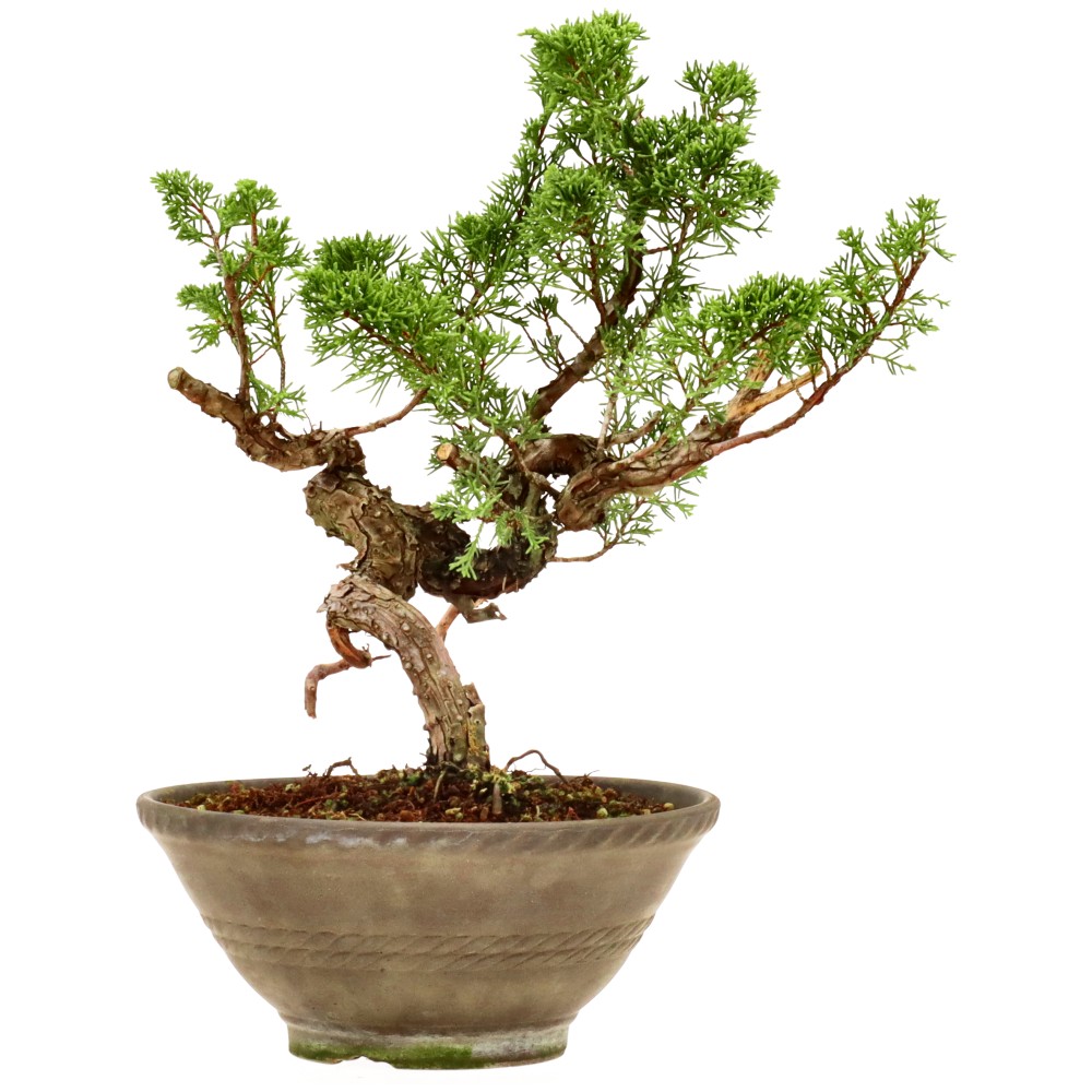 Chinese juniper, approx. 18 y. (29 cm)
