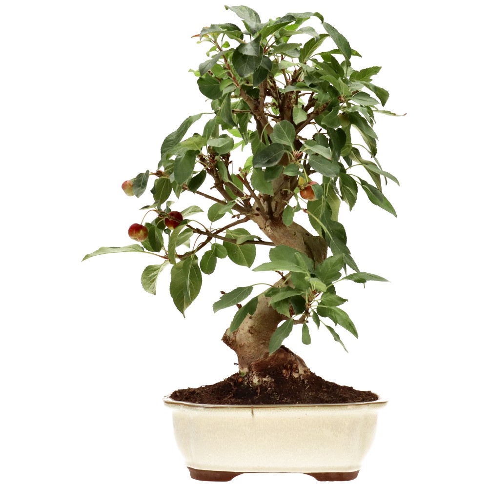 Zierapfel, ca. 17 J. (42 cm)