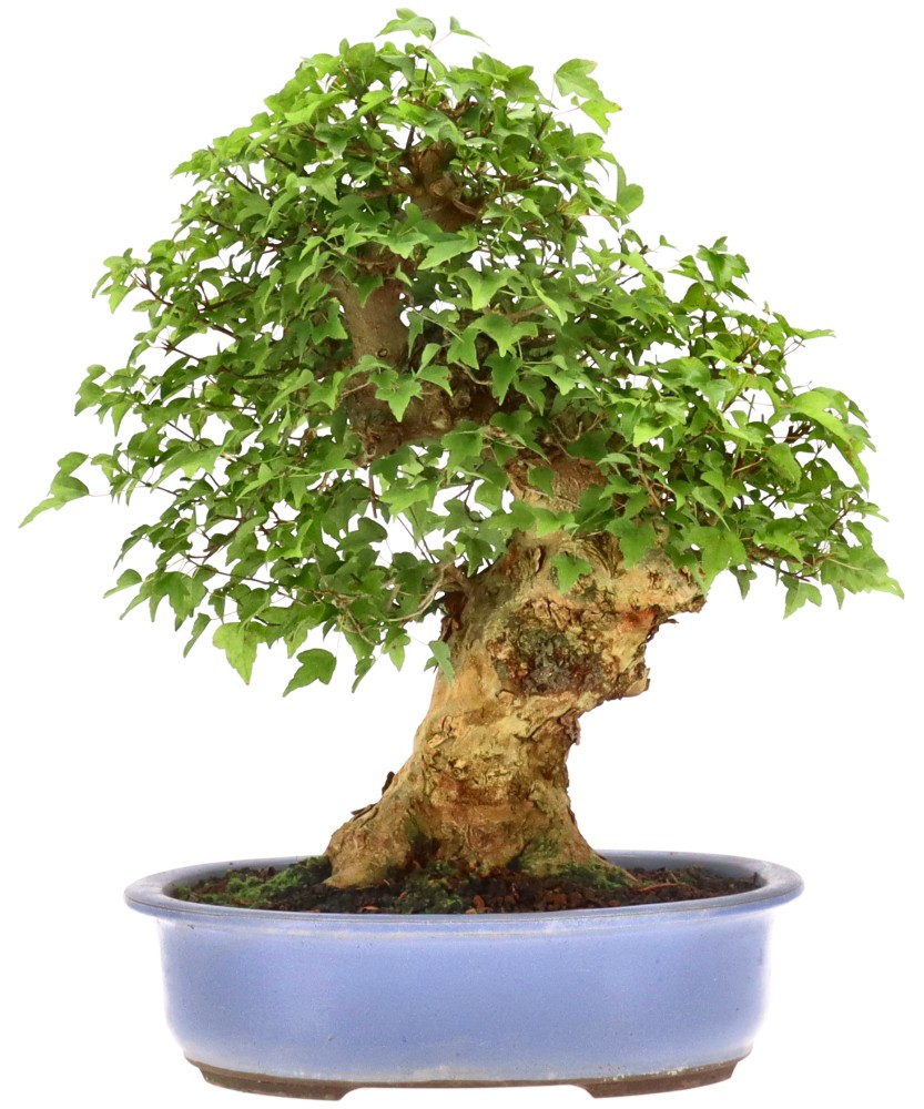 Dreispitzahorn, ca. 25 J. (36 cm) Dreispitzahorn, ca. 25 J. (36 cm)