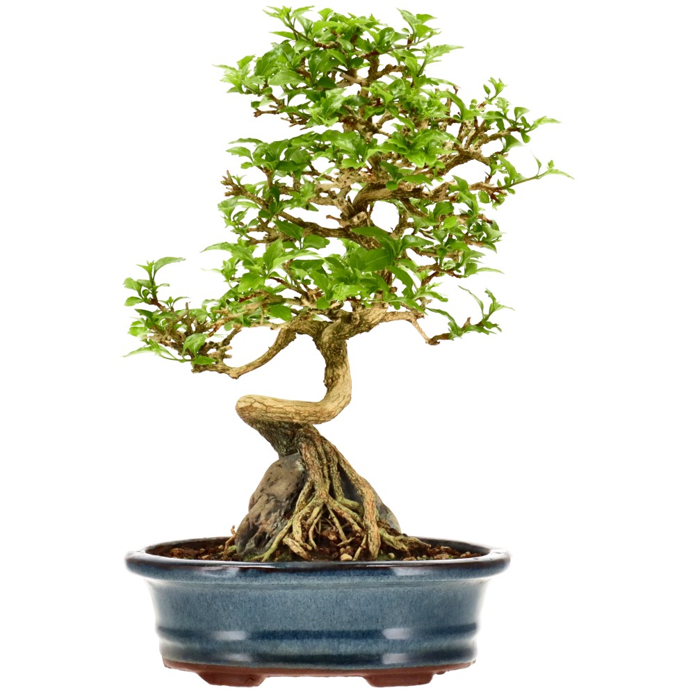 Premna japonica, ca. 12 anni (26 cm)