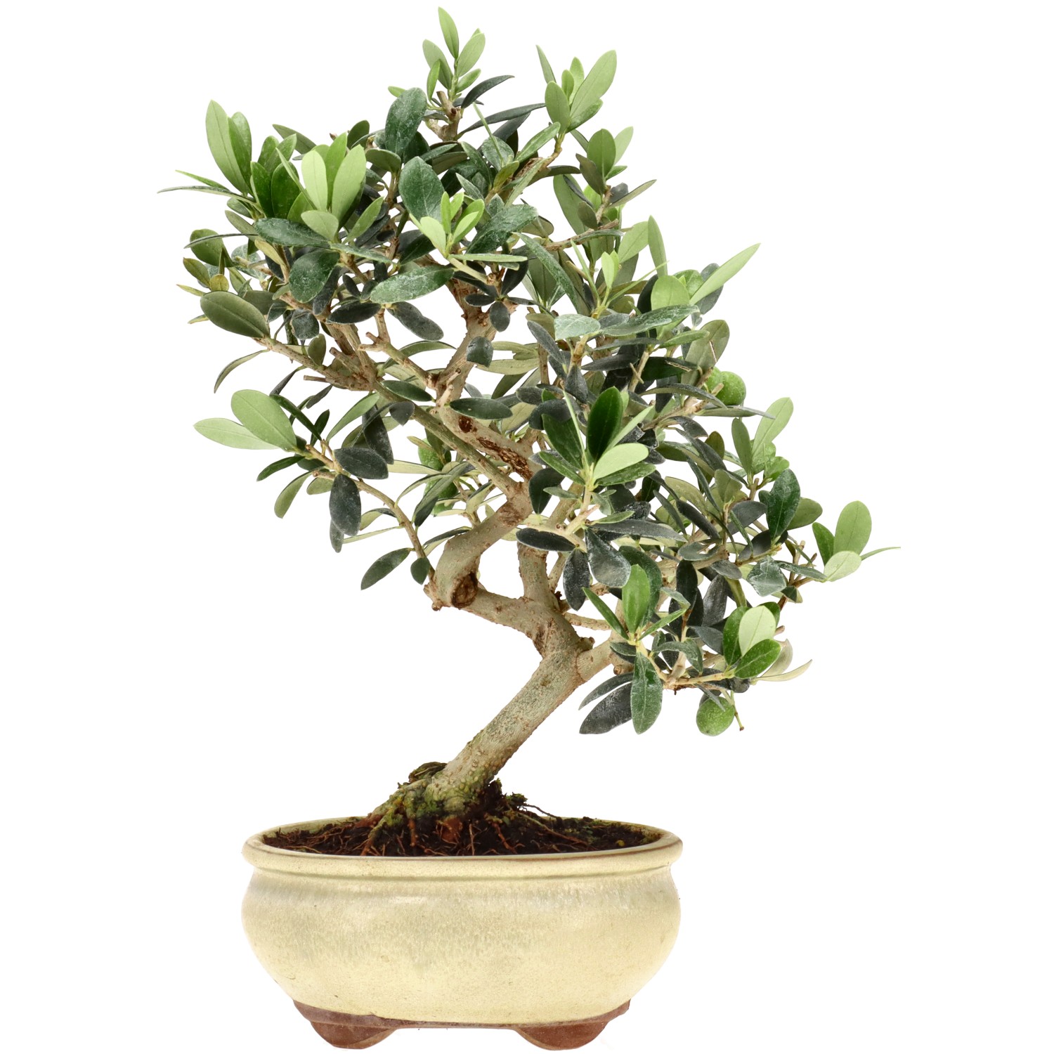 Olive tree, approx. 8 y. (26 cm)