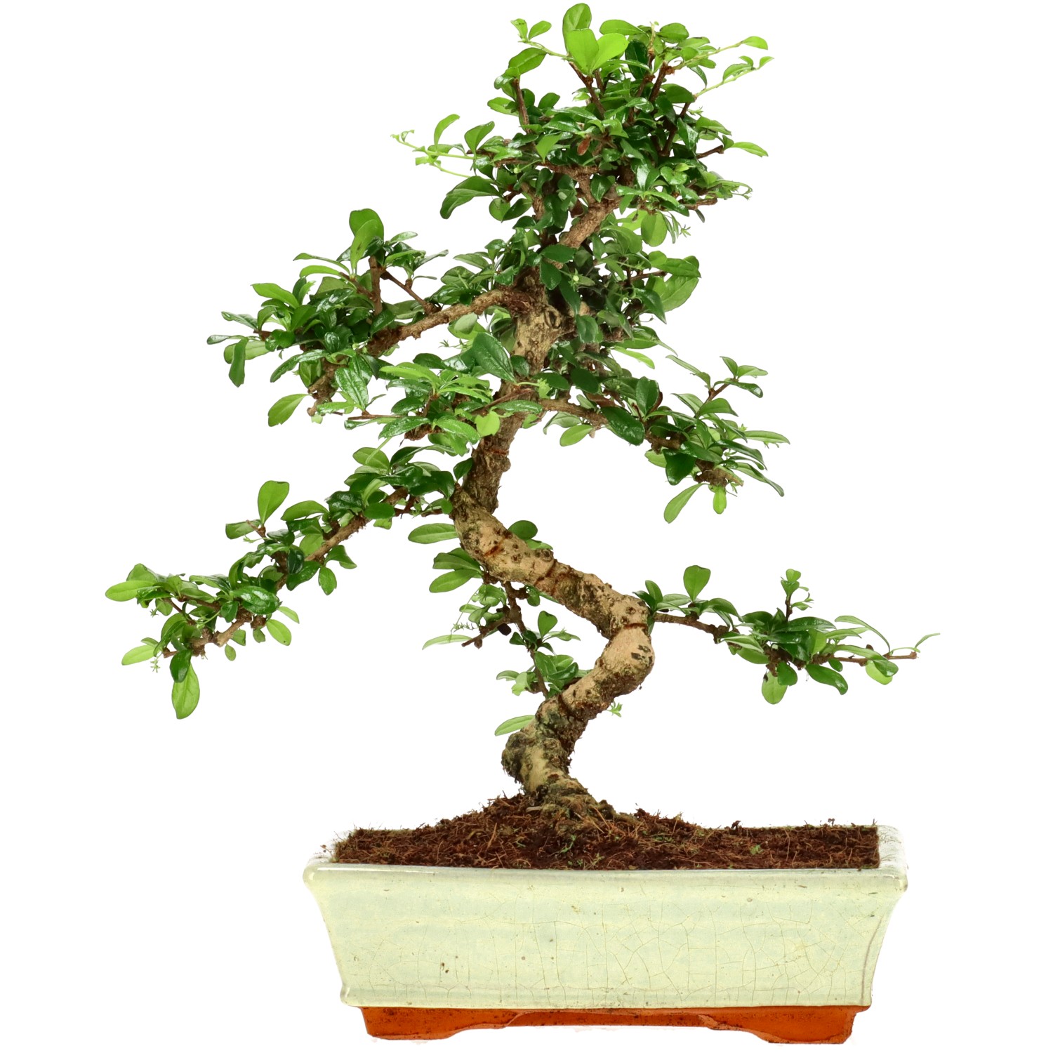 Árbol del Té de fukien, aprox. 12 años (35 cm)