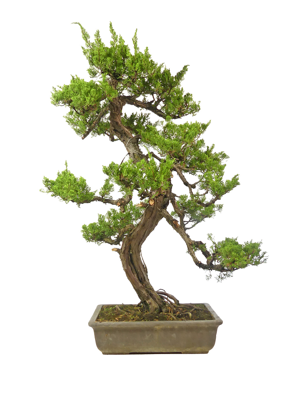 bonsai.fallbackImageTitle bonsai.fallbackImageTitle