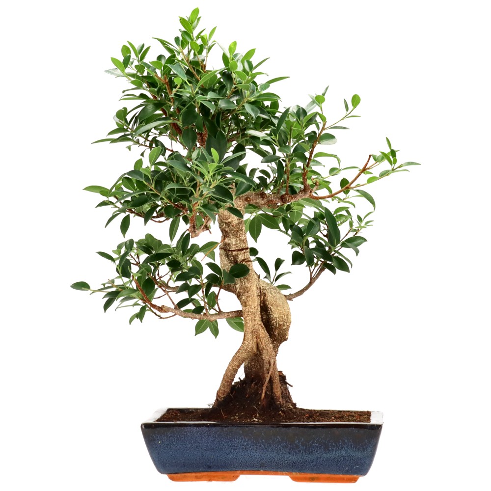 Chin. Feigenbaum (Retusa), ca. 18 J. (60 cm)