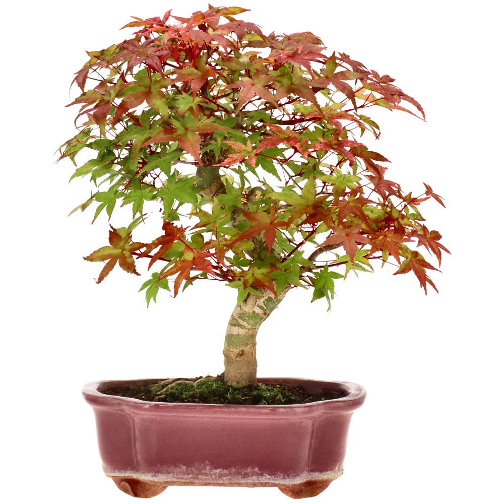 bonsai.fallbackImageTitle