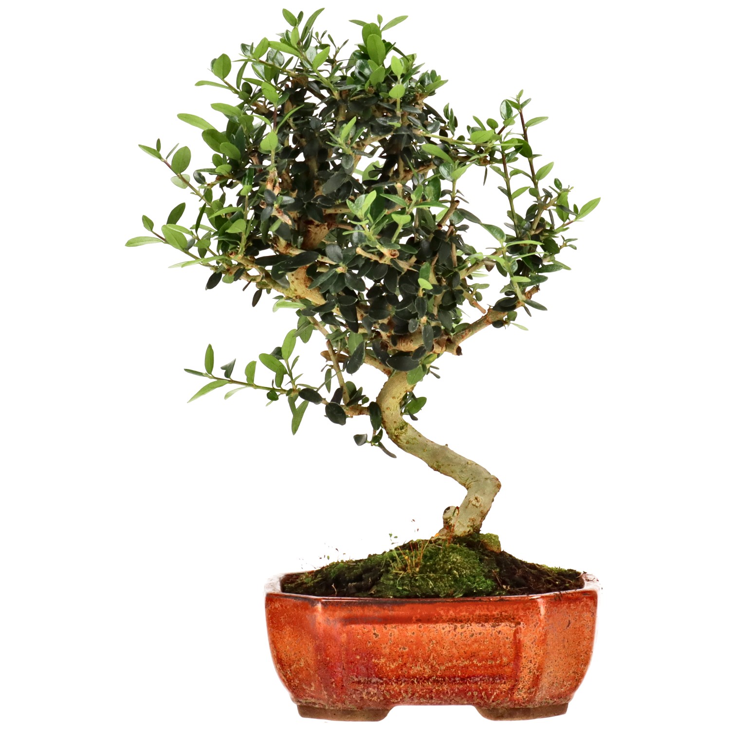 Olea sylvestris, env. 10 ans (28 cm)
