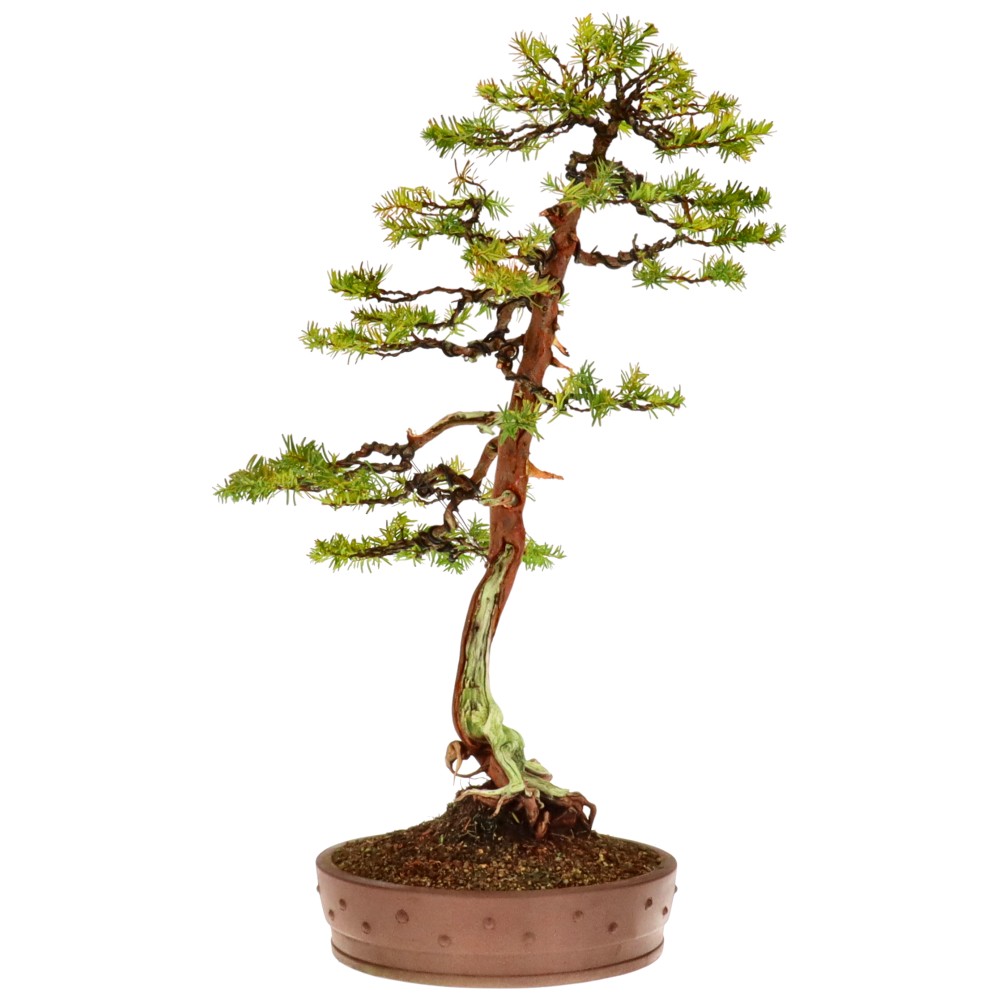 bonsai.fallbackImageTitle