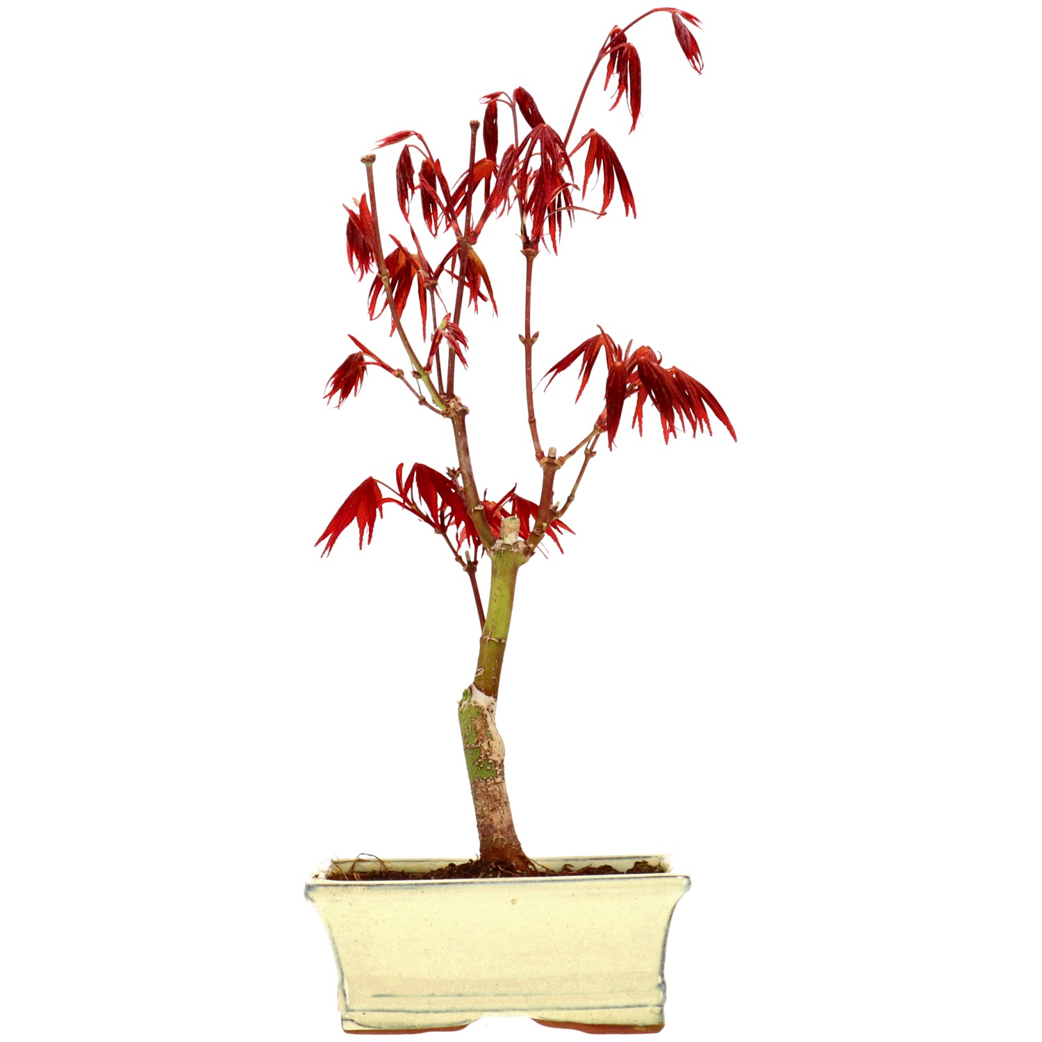 Jap. Fächerahorn (Atropurpureum), veredelt, ca. 7 J. (31 cm)