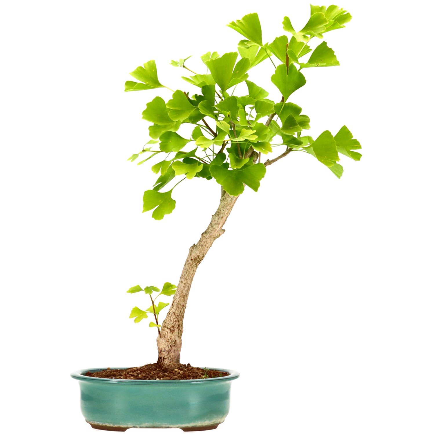 Ginkgo, ca. 12 J. (54 cm)