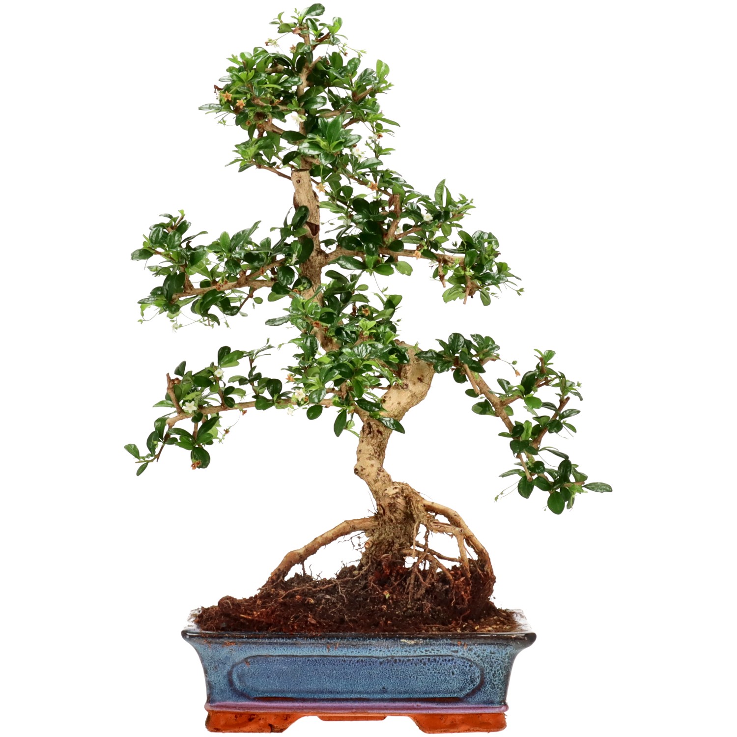 Fukien Tea, approx. 15 y. (51 cm)