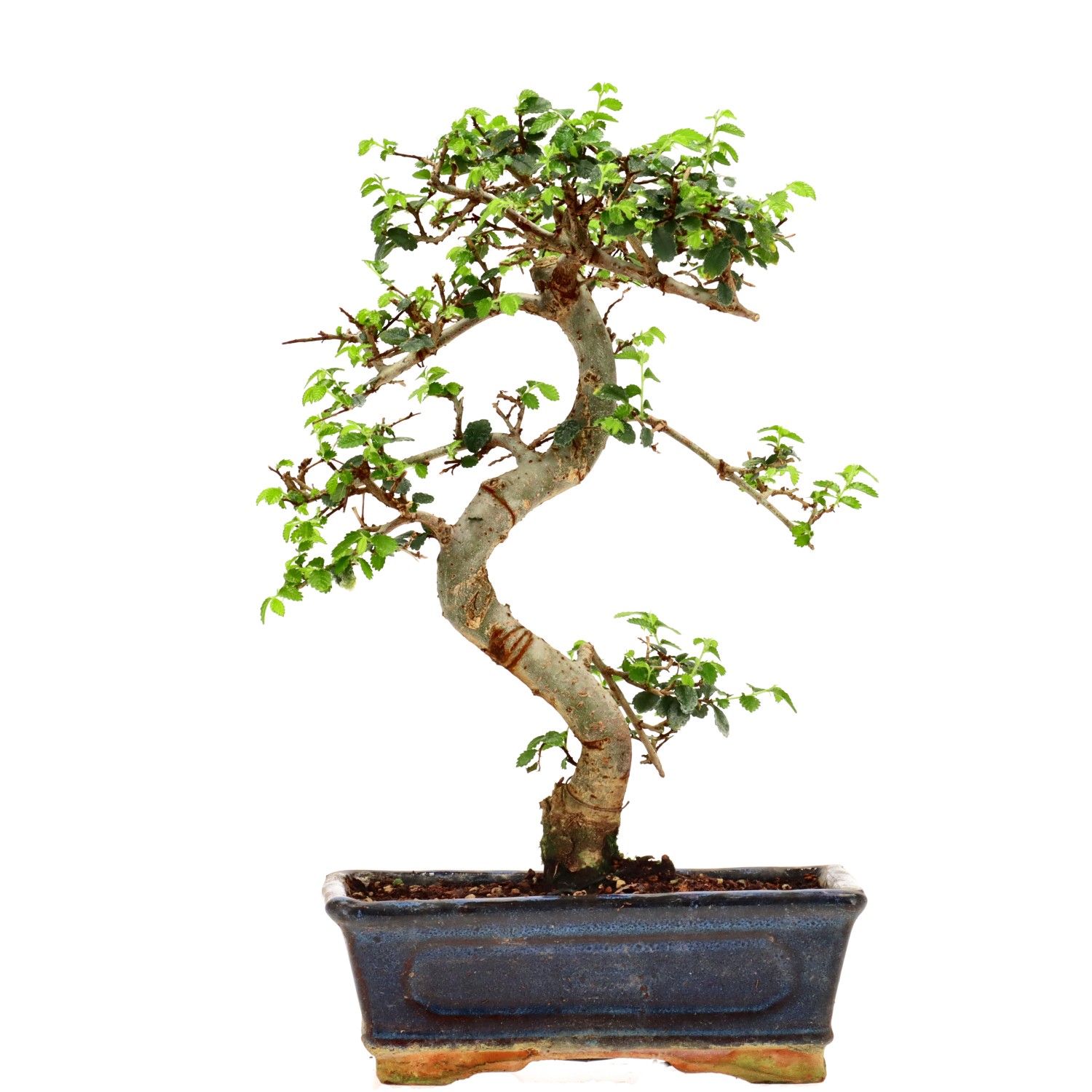 Chin. Ulme, ca. 9 J. (28 cm)