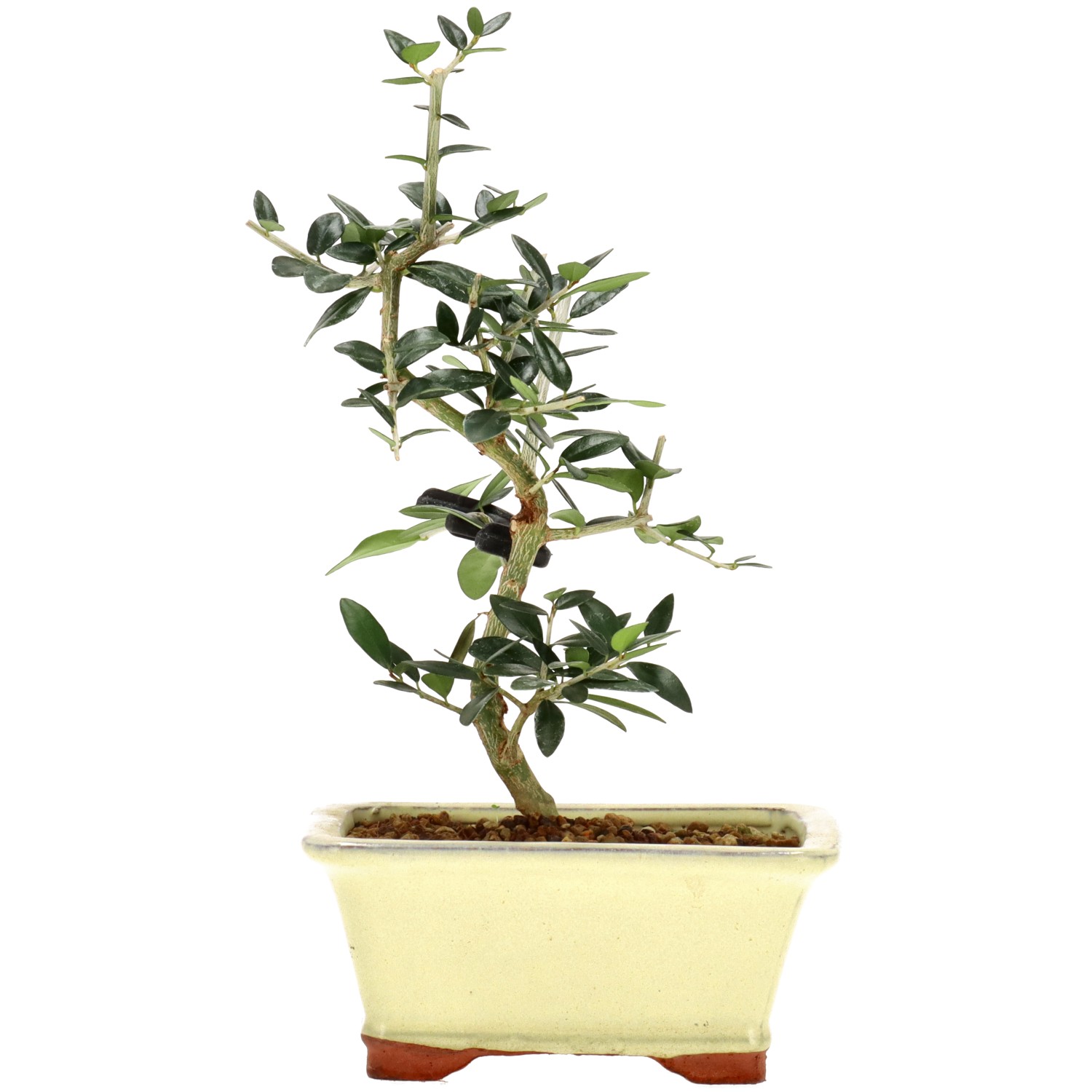 Wildolive, ca. 5 J. (24 cm)