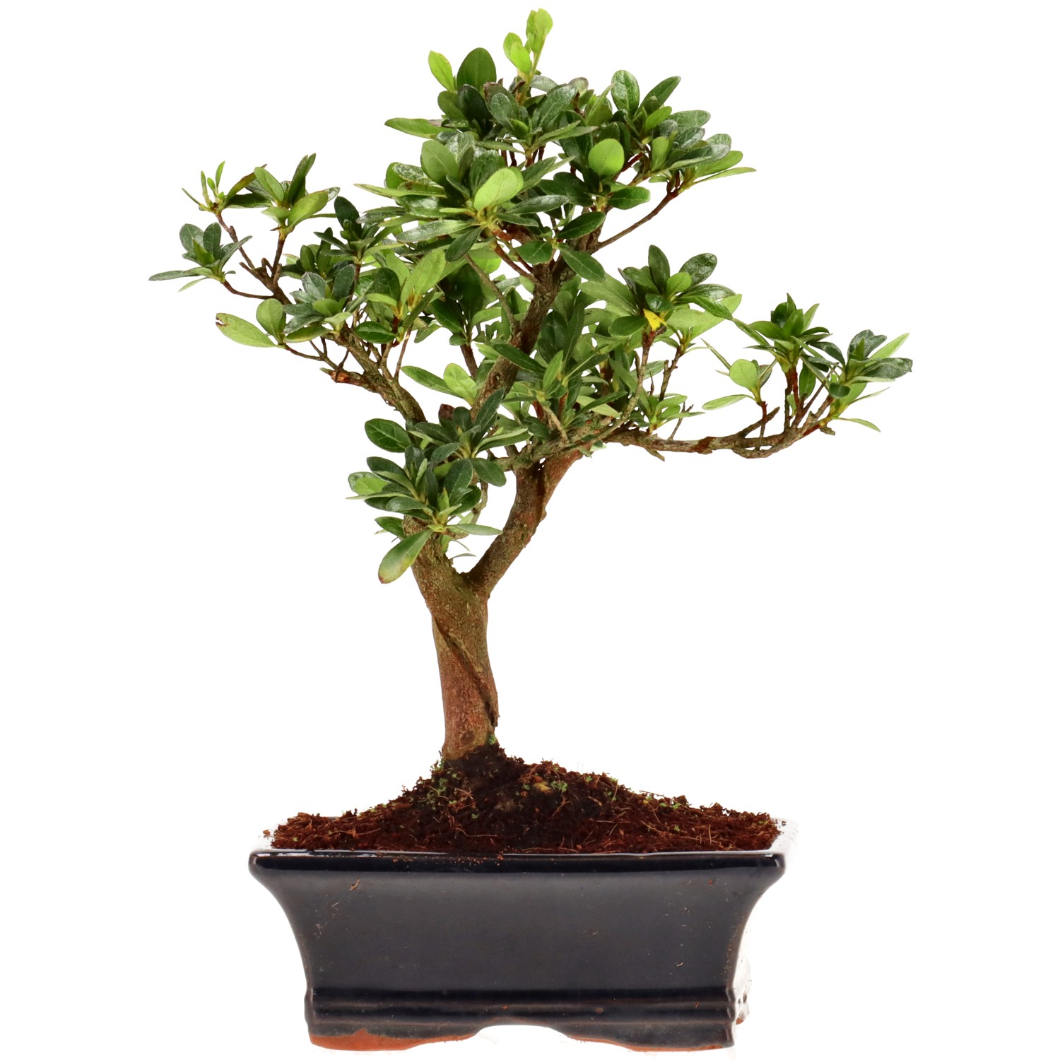 Azalée japonaise (Osakazuki), env. 8 ans (23 cm)