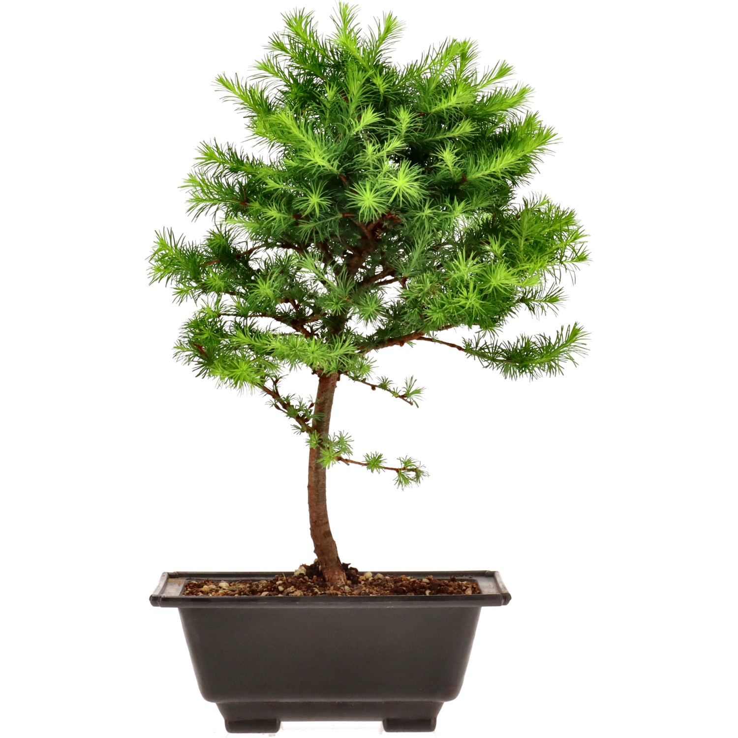Mélèze du Japon, env. 8 ans (38 cm)
