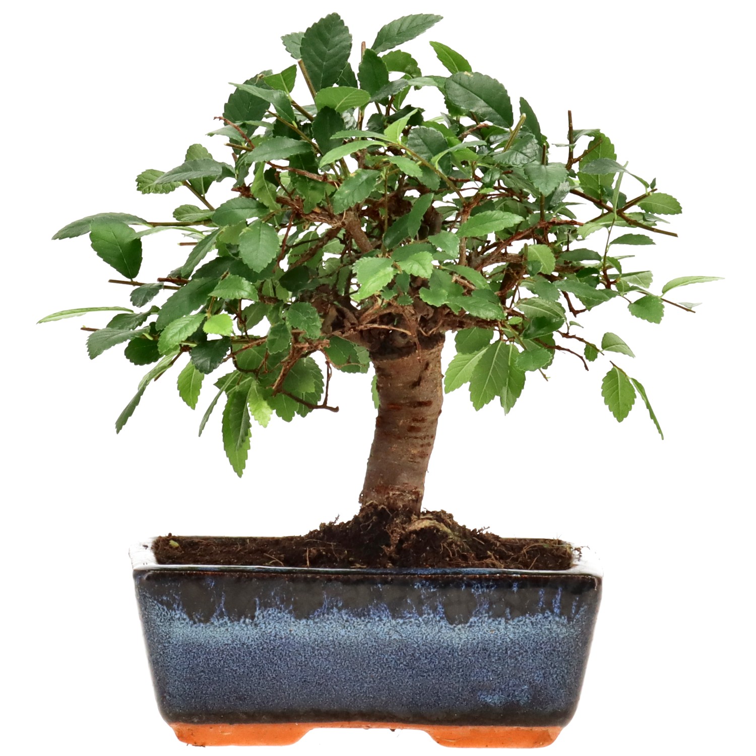 Orme de Chine, env. 7 ans (18 cm)