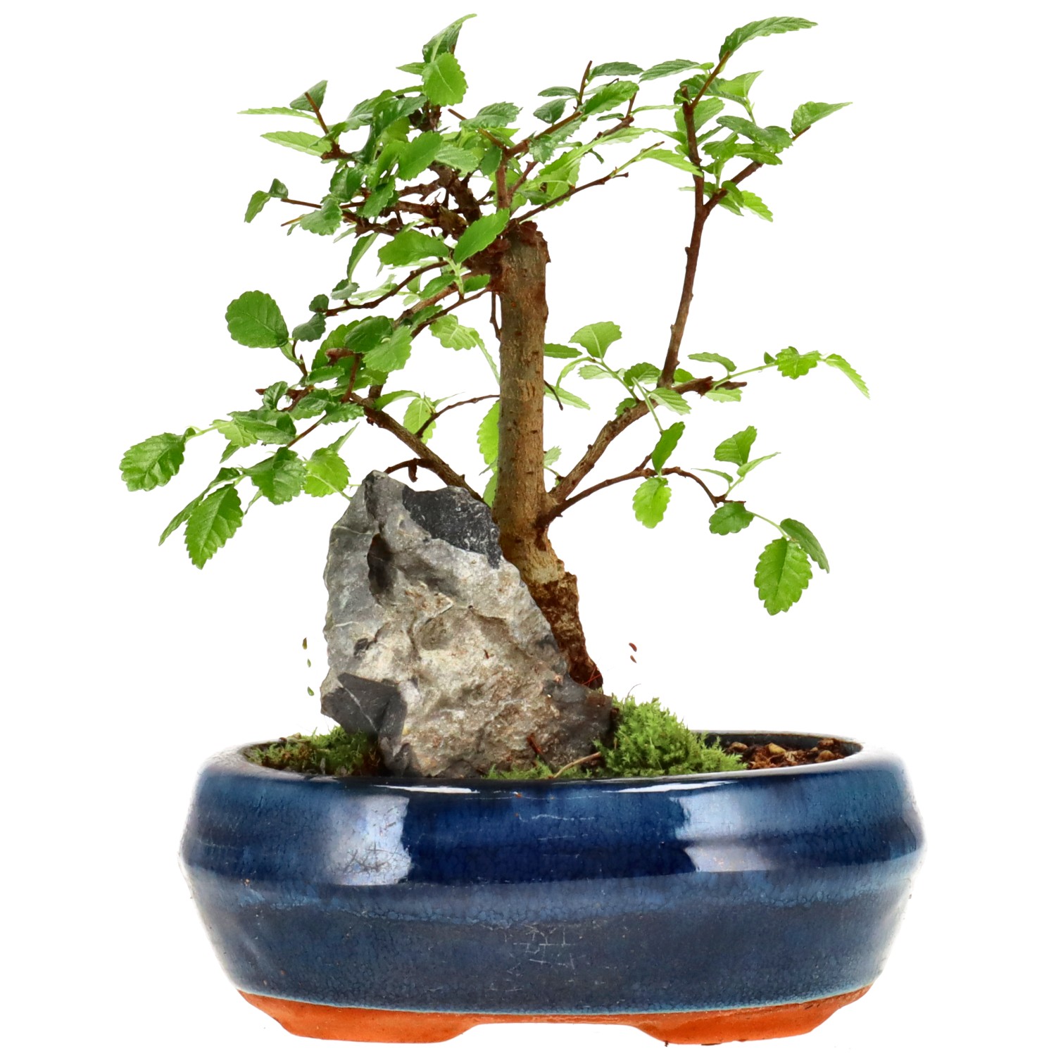 Orme de Chine, env. 6 ans (16 cm)