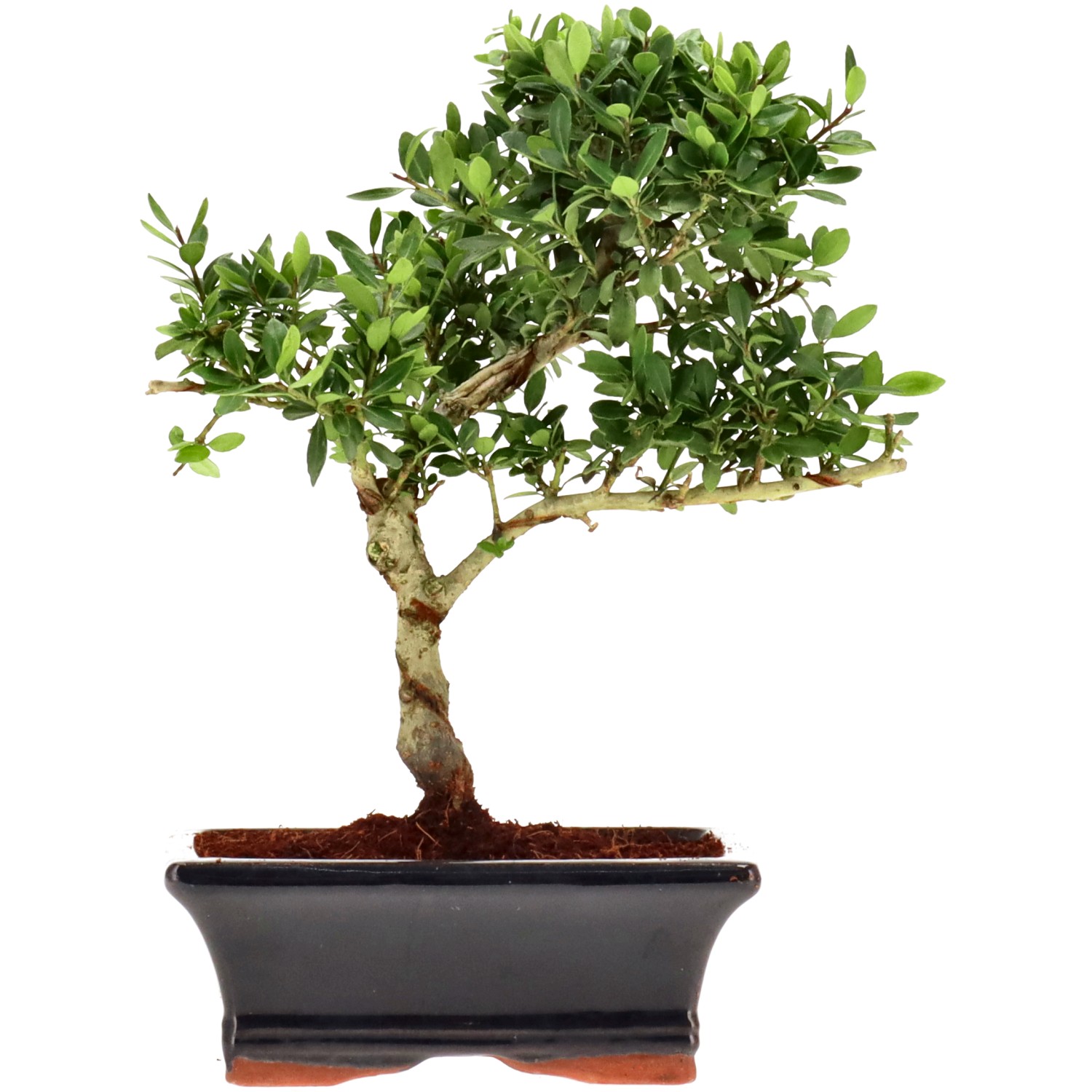 Jap. Stechpalme, ca. 7 J. (21 cm)