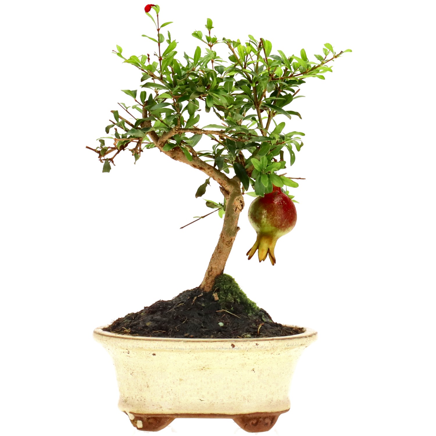 Granado, aprox. 7 años (18 cm)
