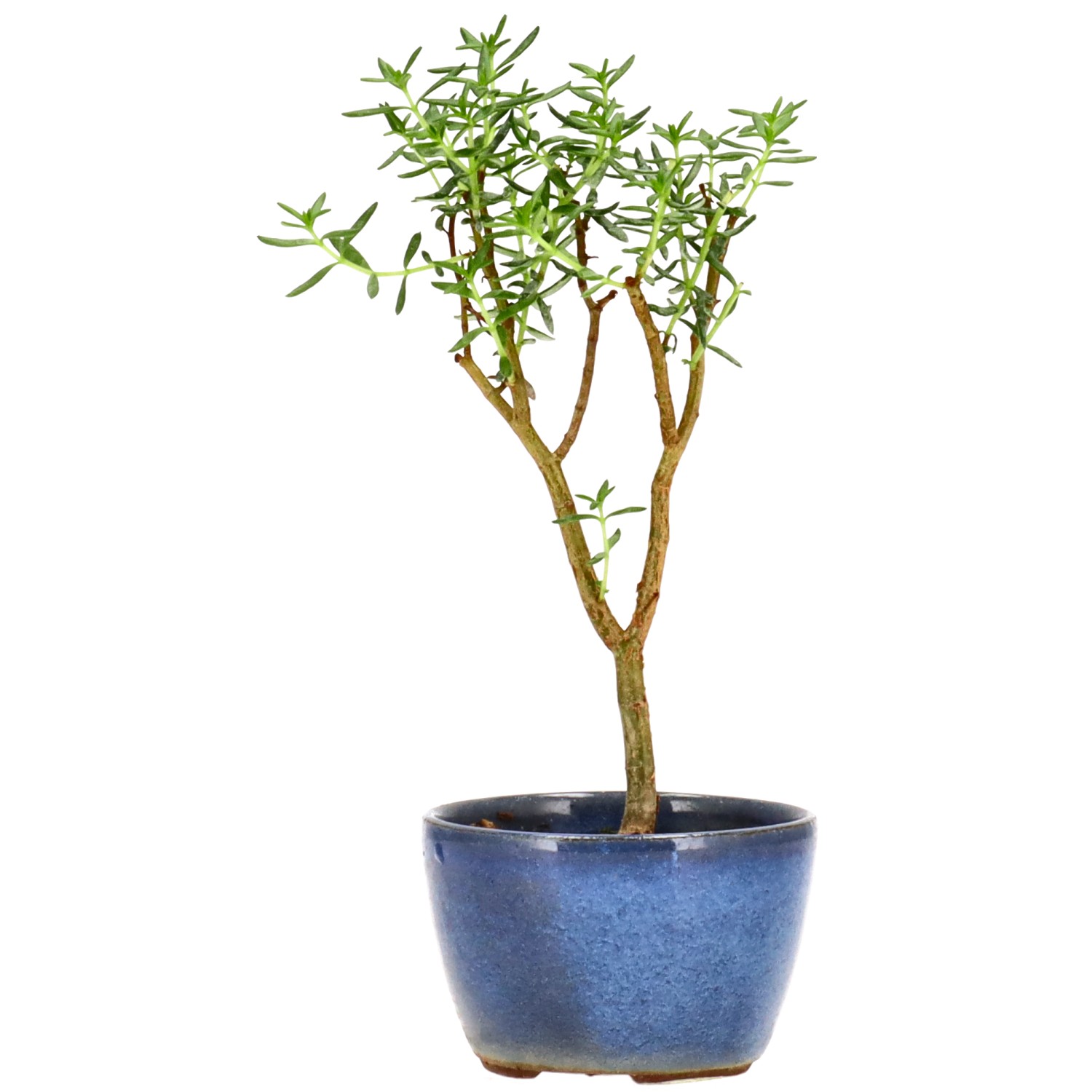Albero di giada, ca. 2 anni (16 cm)