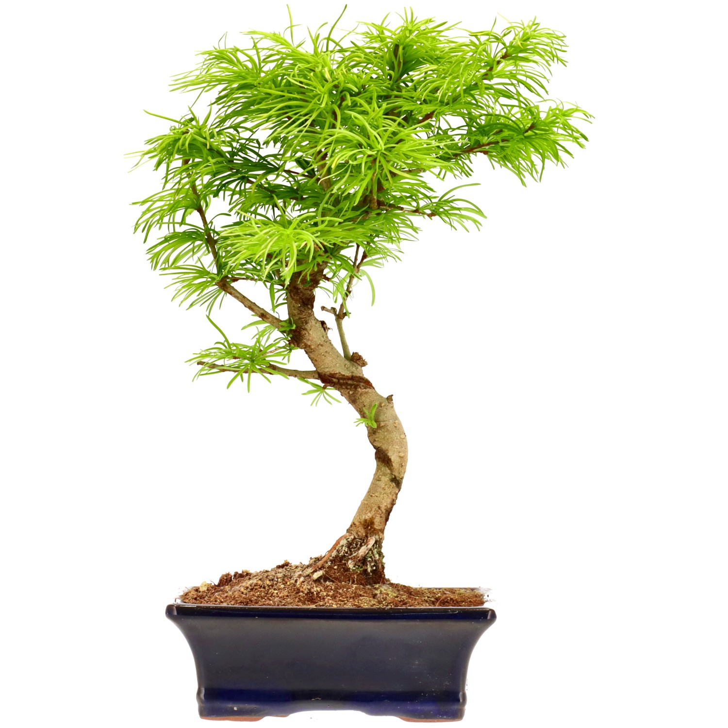 Falso alerce dorado, aprox. 10 años (31 cm)