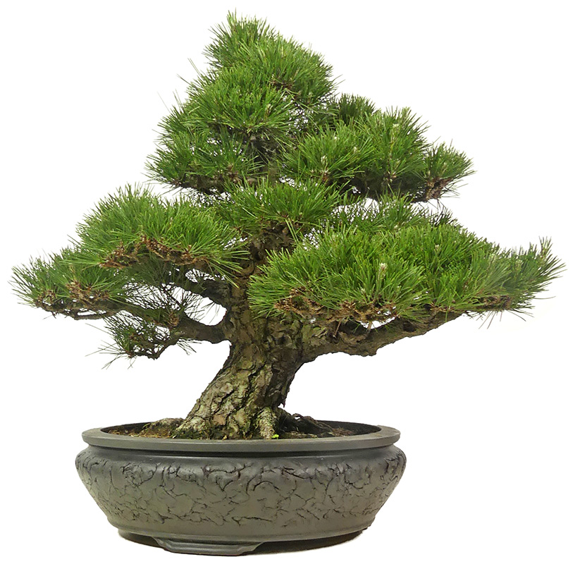 bonsai.fallbackImageTitle bonsai.fallbackImageTitle