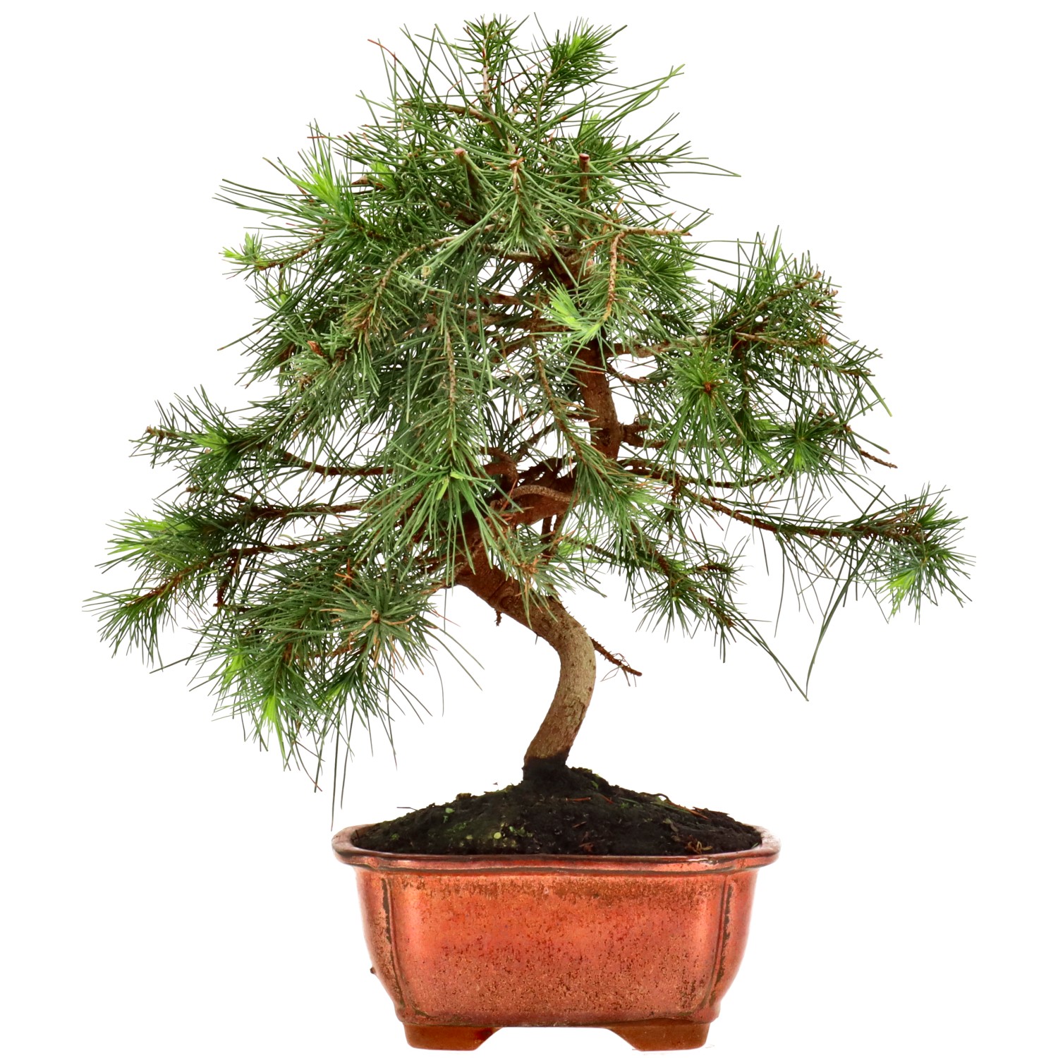 Pin d'Alep, env. 8 ans (28 cm)