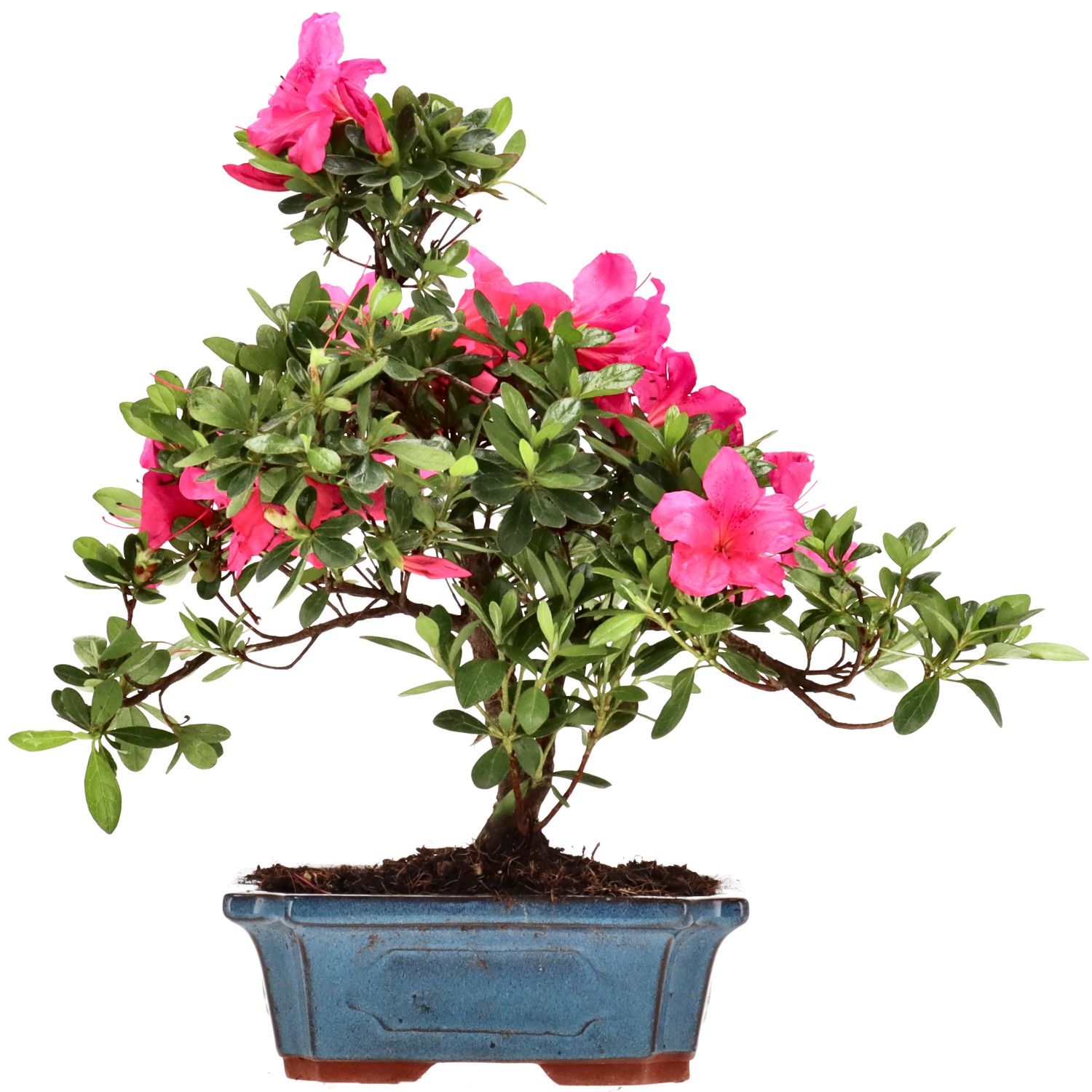Azalea giapponese (Osakazuki), ca. 10 anni (29 cm)