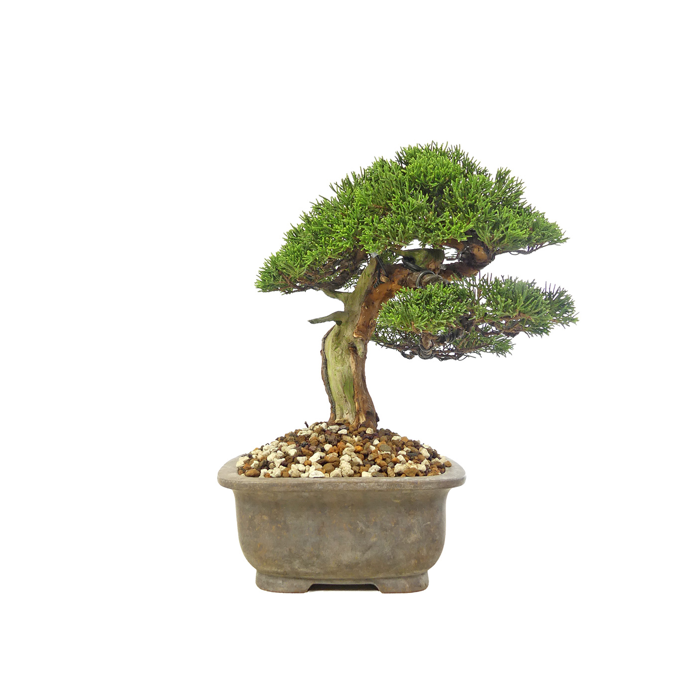 bonsai.fallbackImageTitle bonsai.fallbackImageTitle