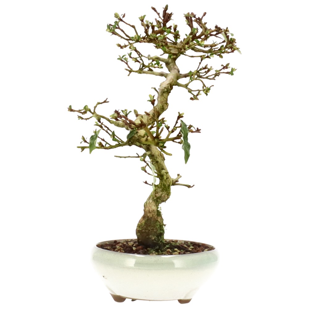 bonsai.fallbackImageTitle bonsai.fallbackImageTitle