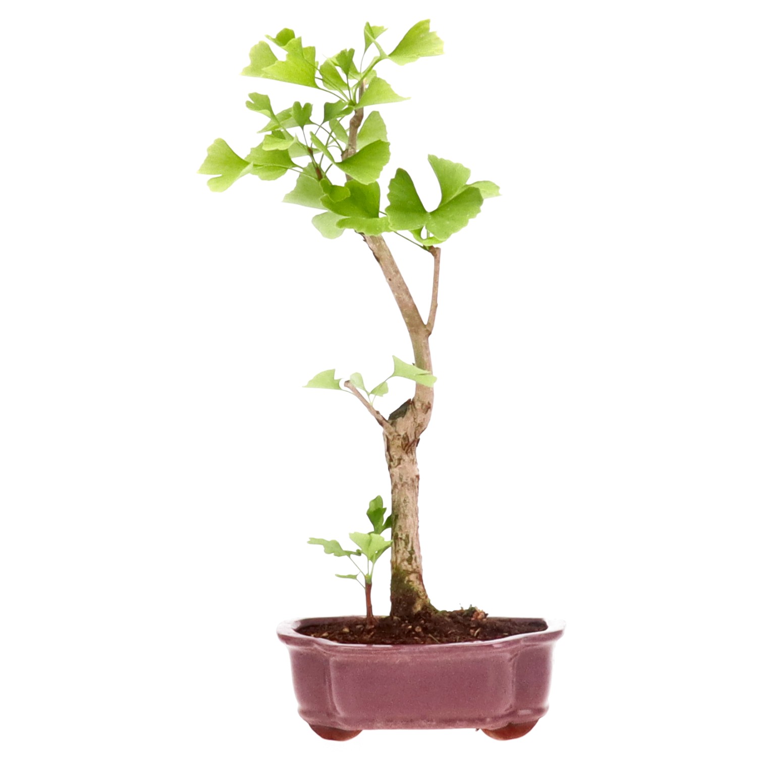 Ginkgo, ca. 10 J. (39 cm)