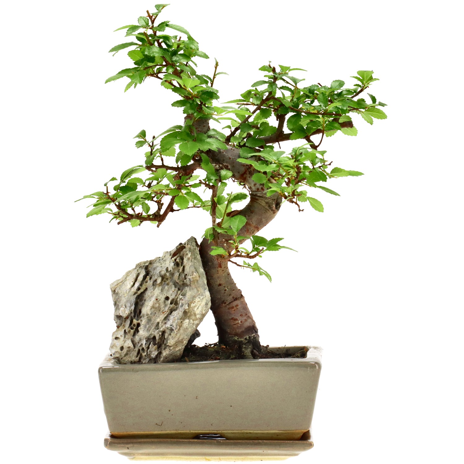 Olmo chino, aprox. 8 años (24 cm)