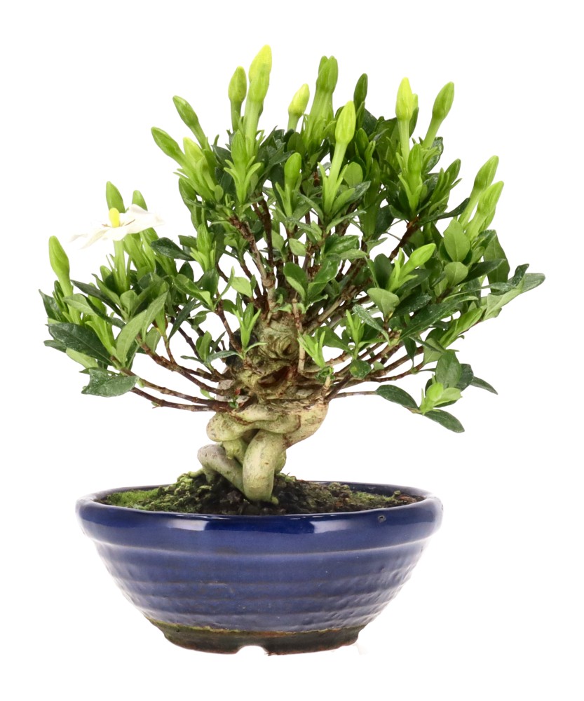 bonsai.fallbackImageTitle bonsai.fallbackImageTitle