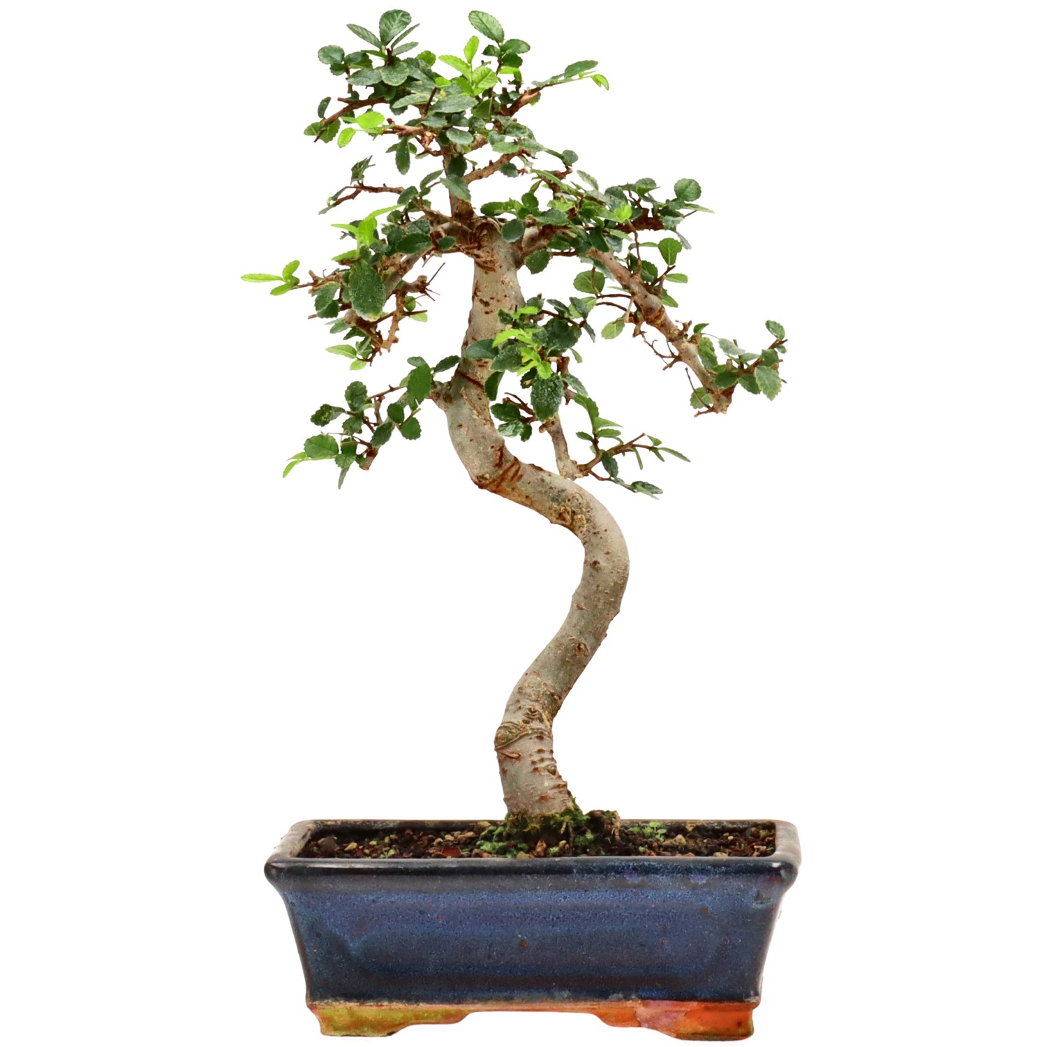 Olmo cinese, ca. 9 anni (29 cm)